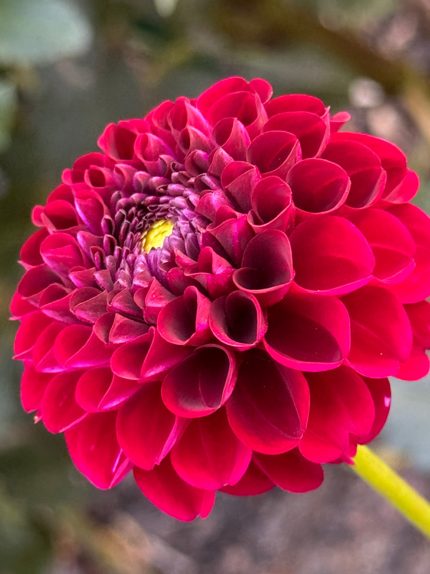 Moor Place Dahlia