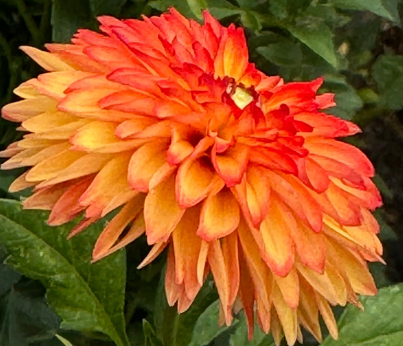 Mardy Grass Dahlia