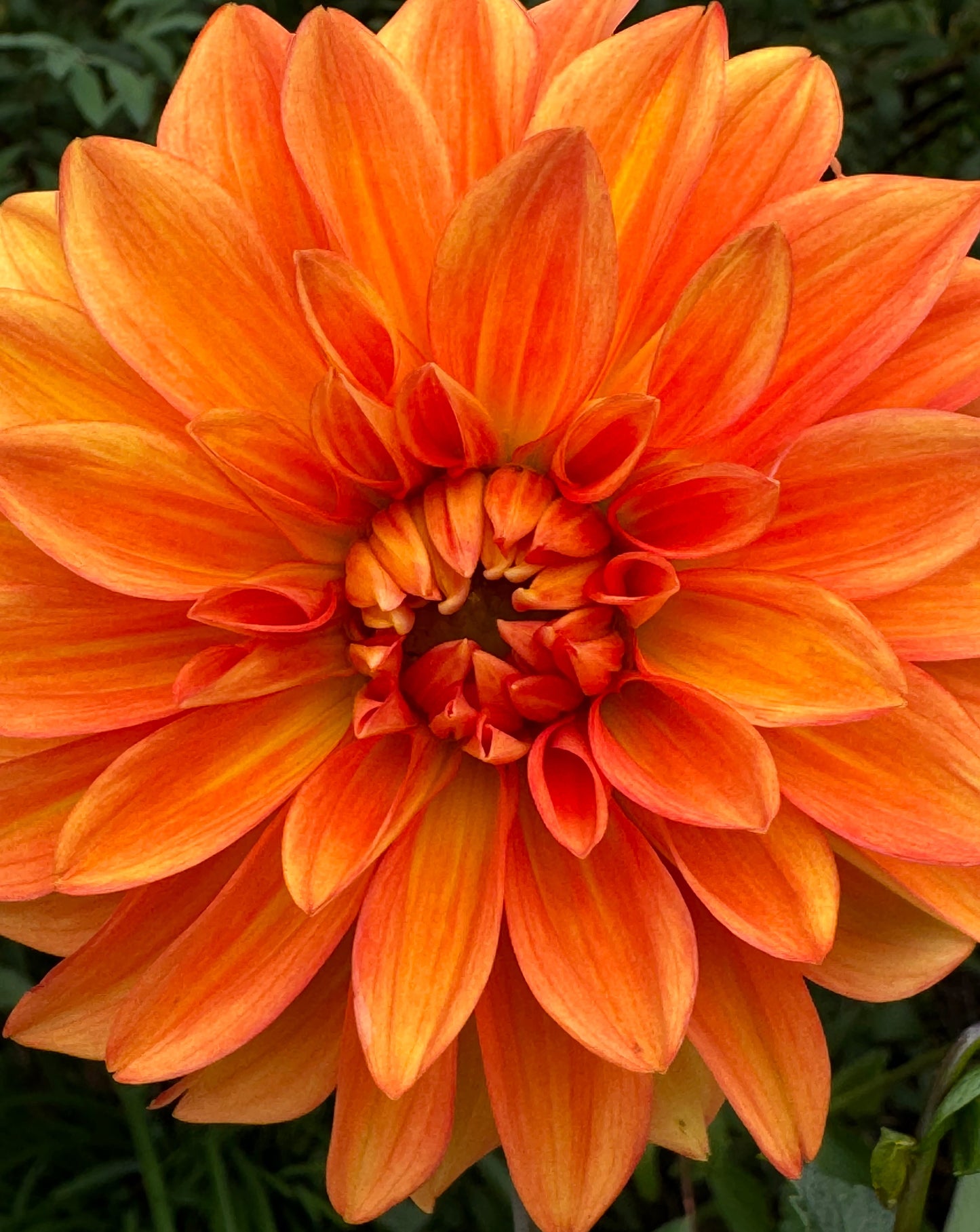 Neon Splendor Dahlia