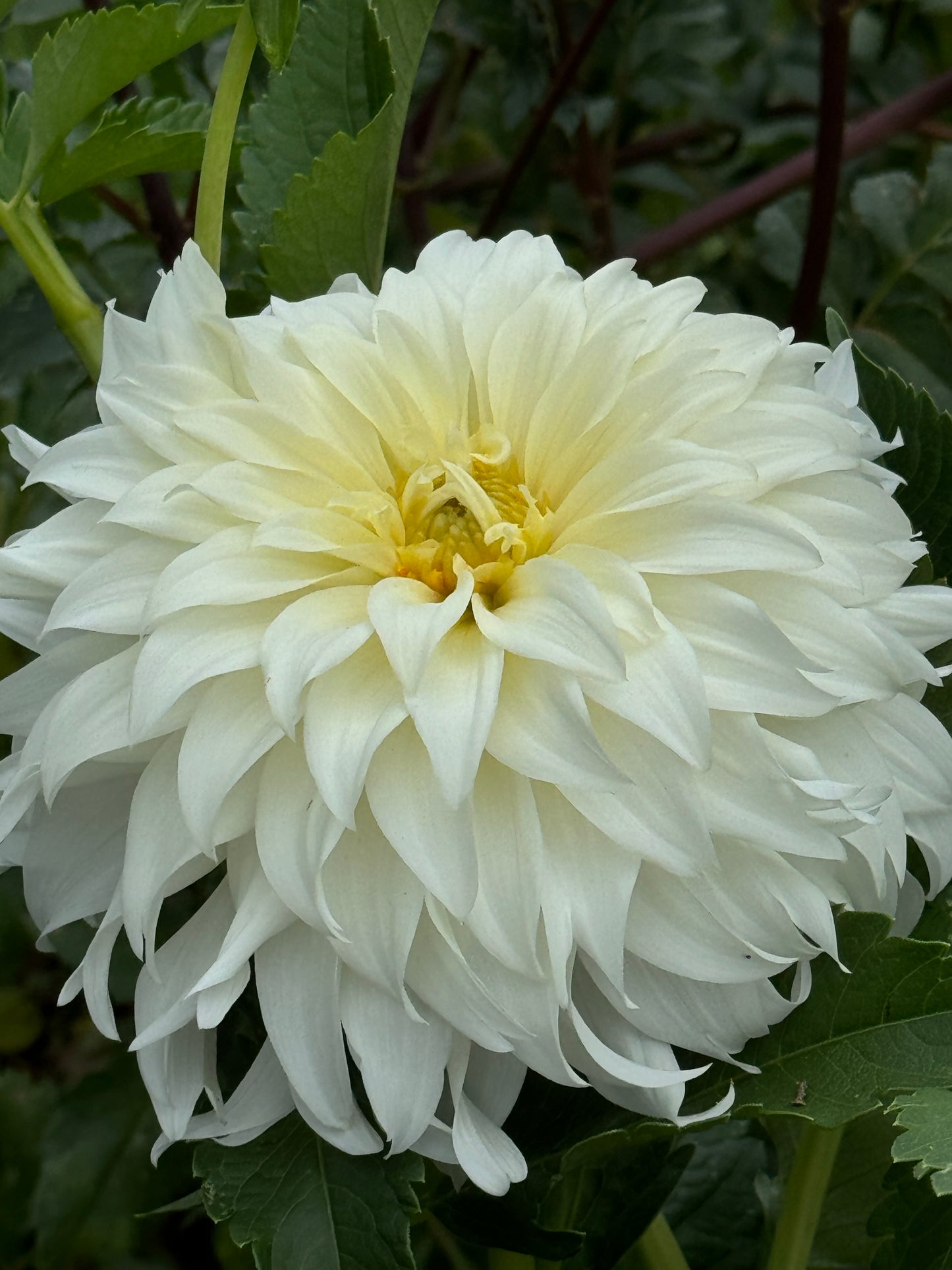 Wyn’s Ghostie Dahlia