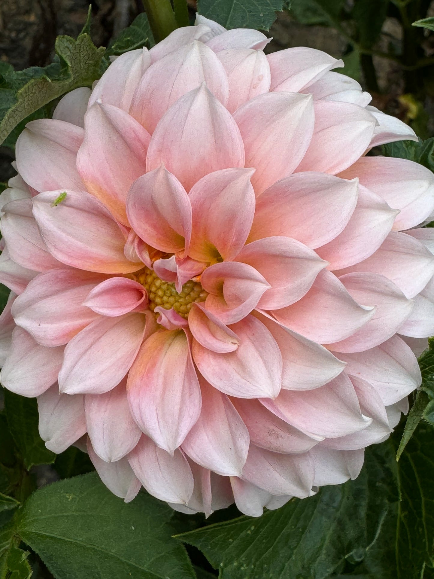 Peaches N Cream Dahlia
