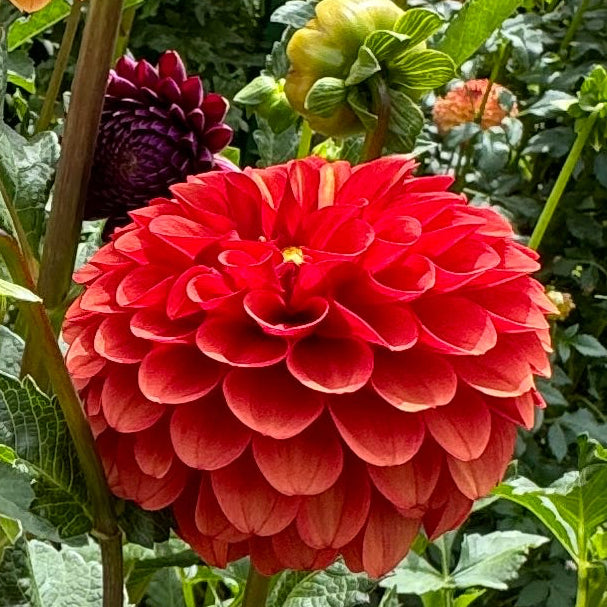 Brown Sugar Dahlia