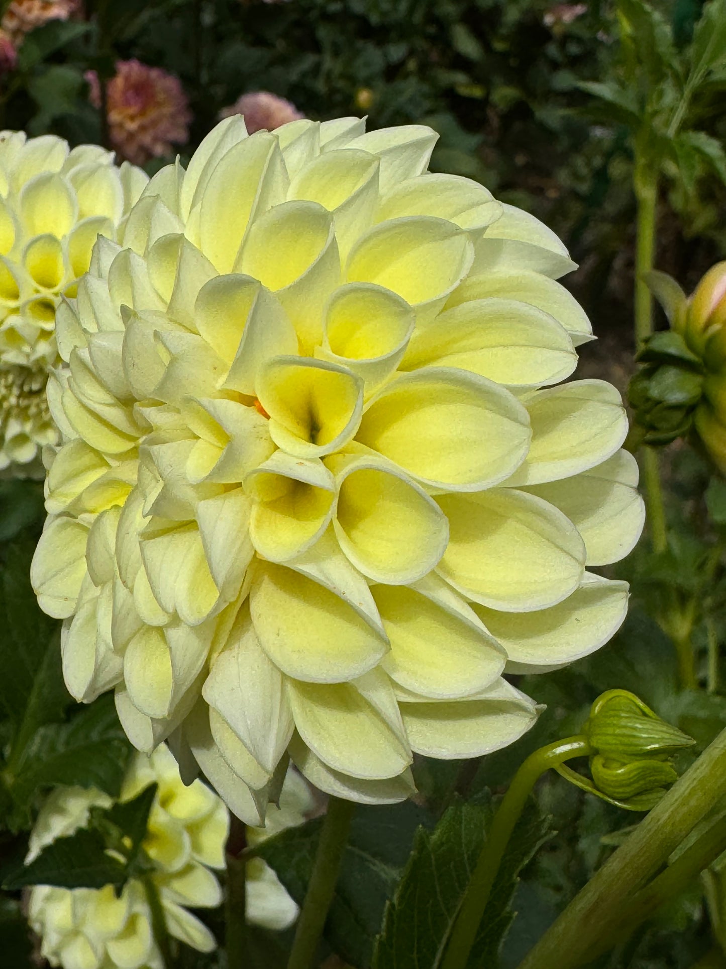 MM Buttercream Dahlia