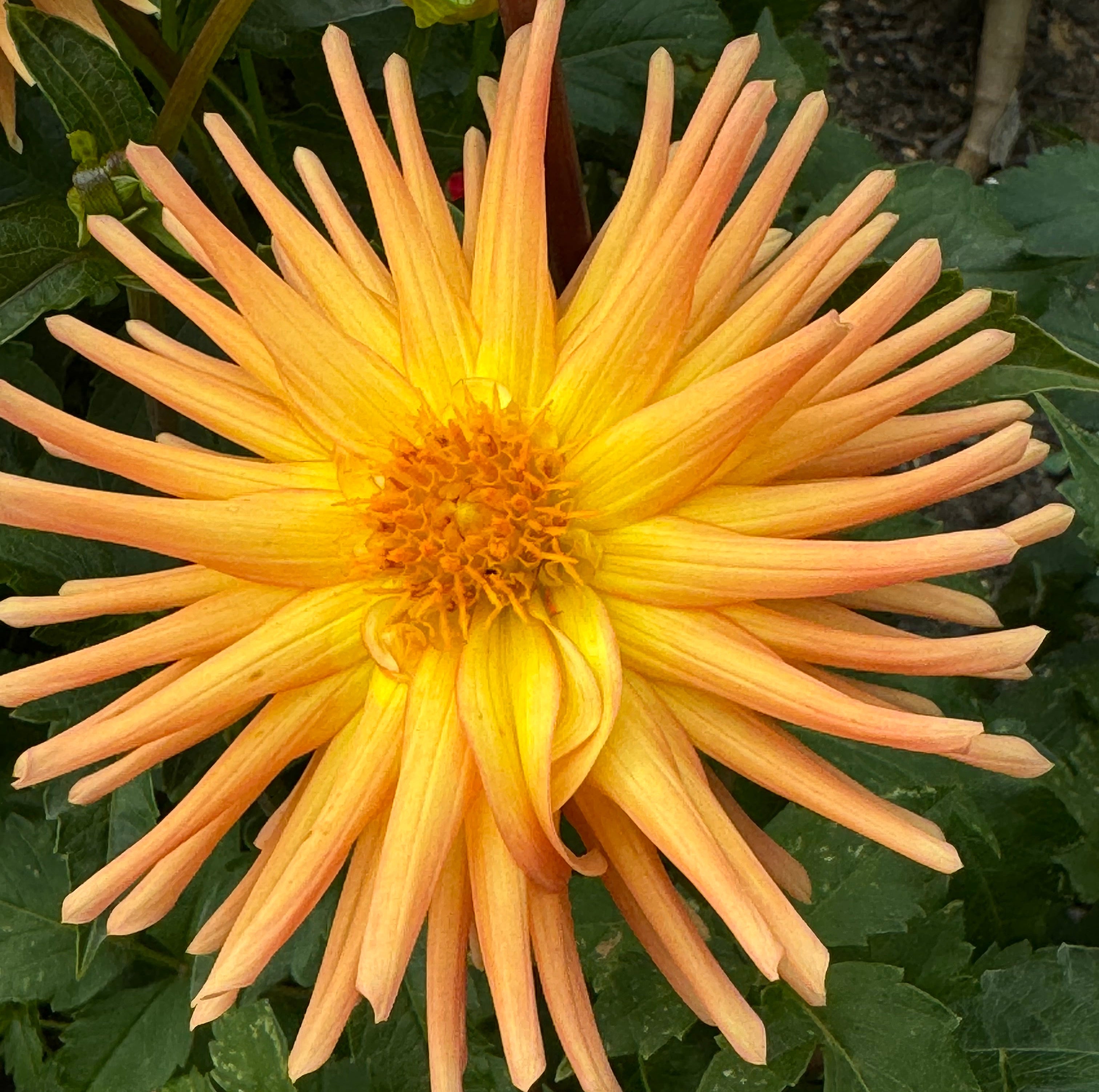 Dahlia Ado ファクトリア収録 Dahlia Ado ファクトリア収録 - メルカリ