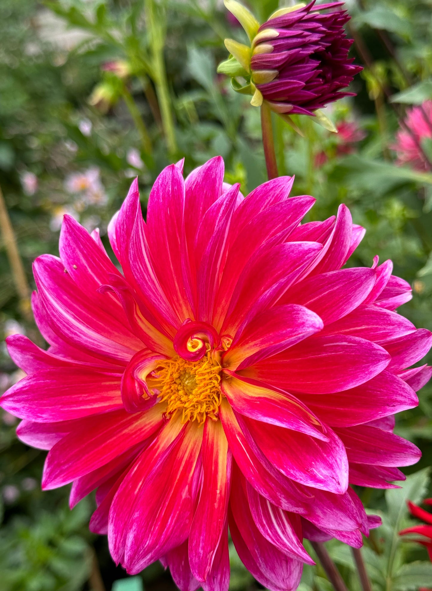 Margie Dahlia