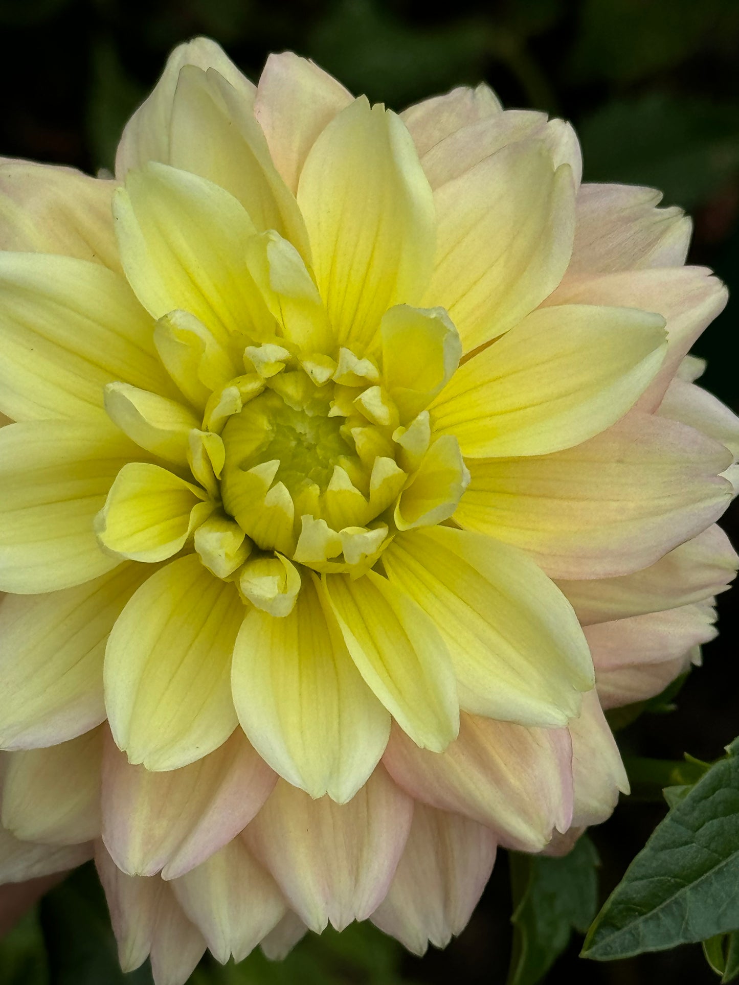 Verkist Tranquility Dahlia