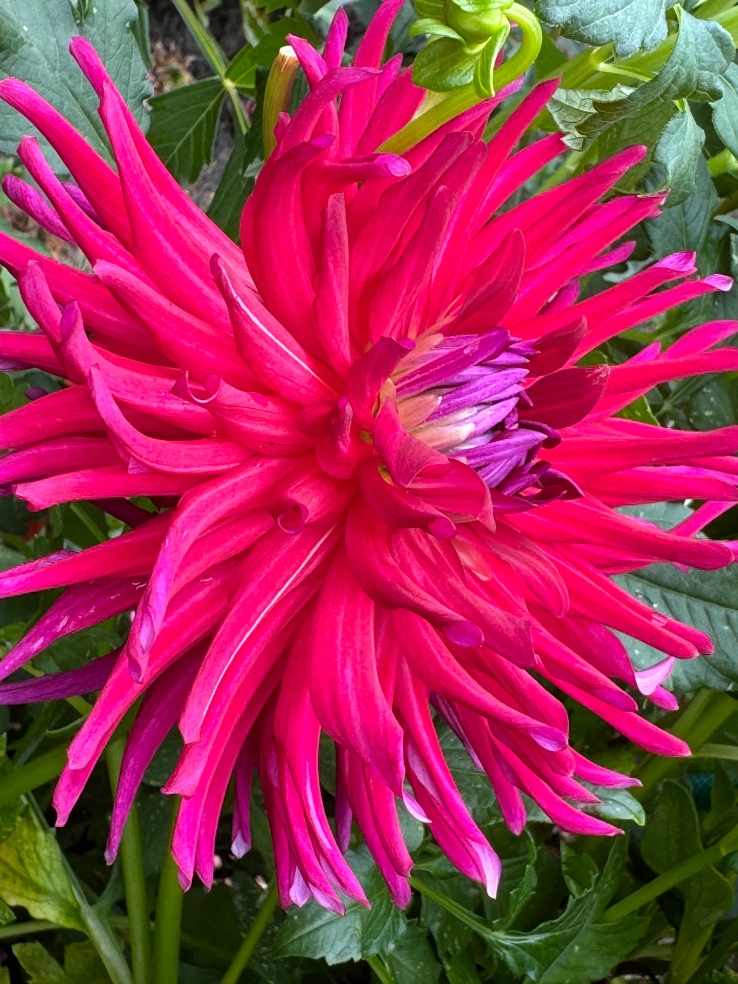 AC Hawk Dahlia