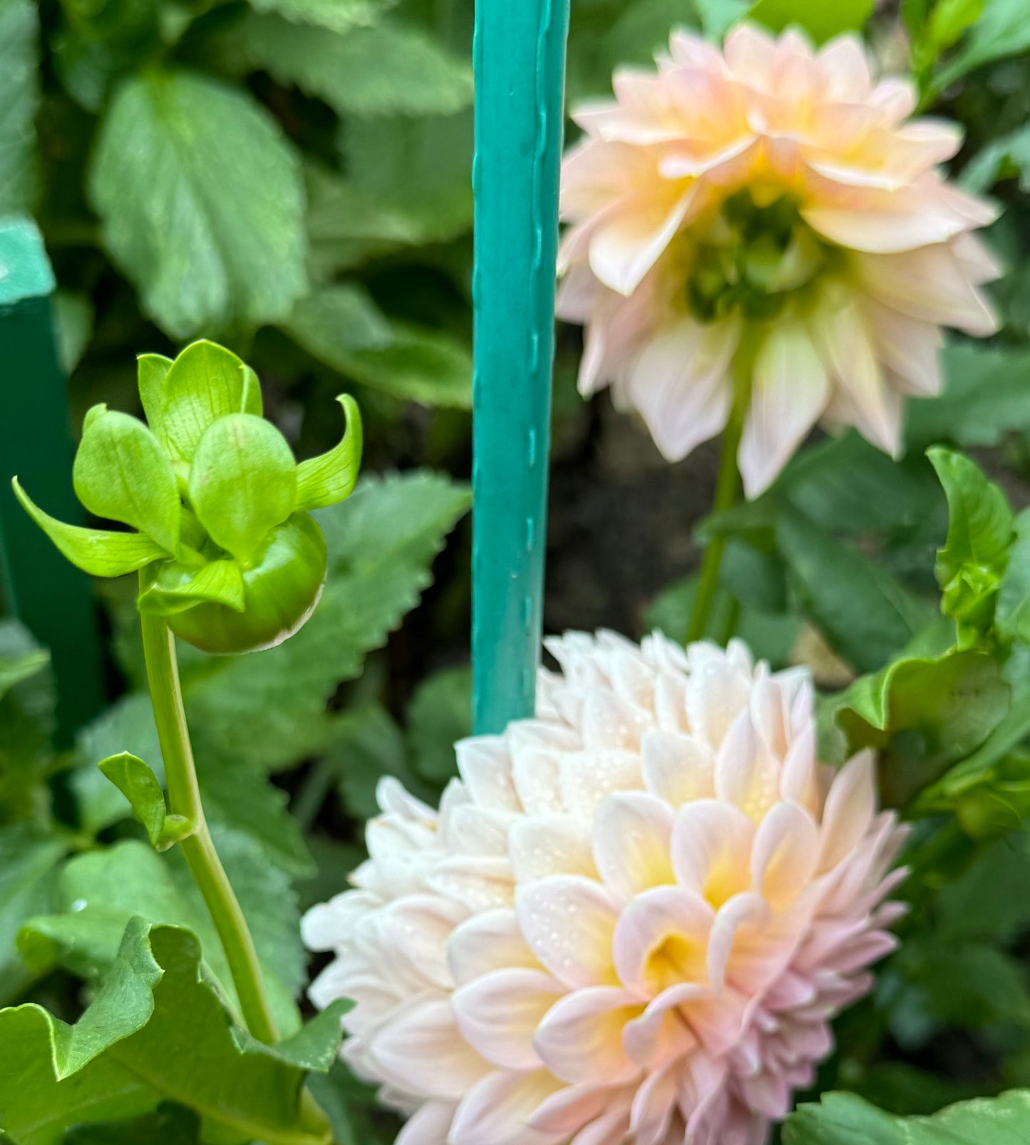 Castle Drive Dahlia