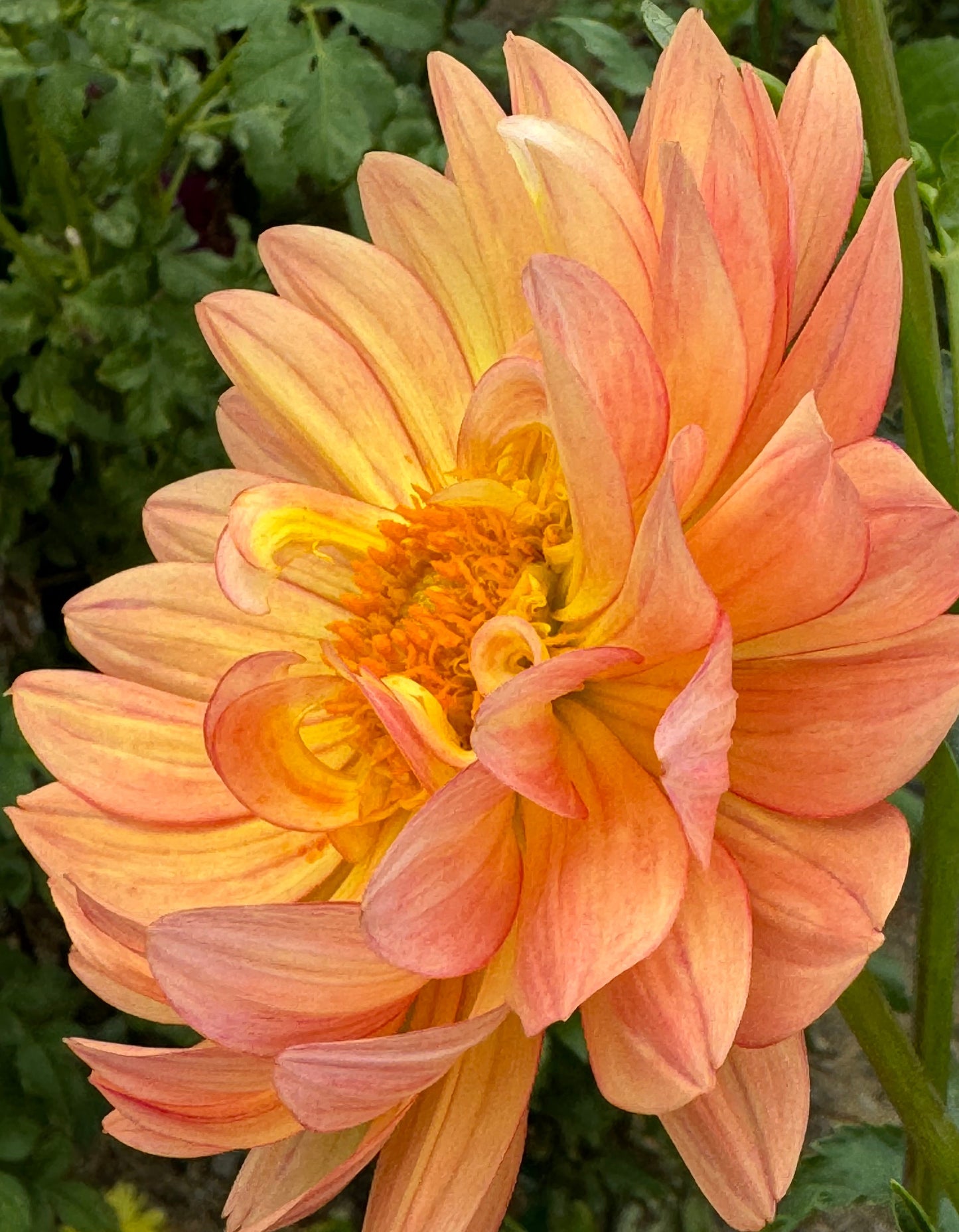 October Sky Dahlia