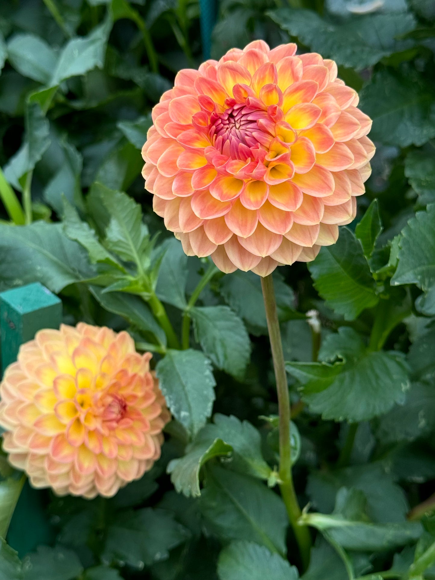 Blyton Softer Gleam Dahlia