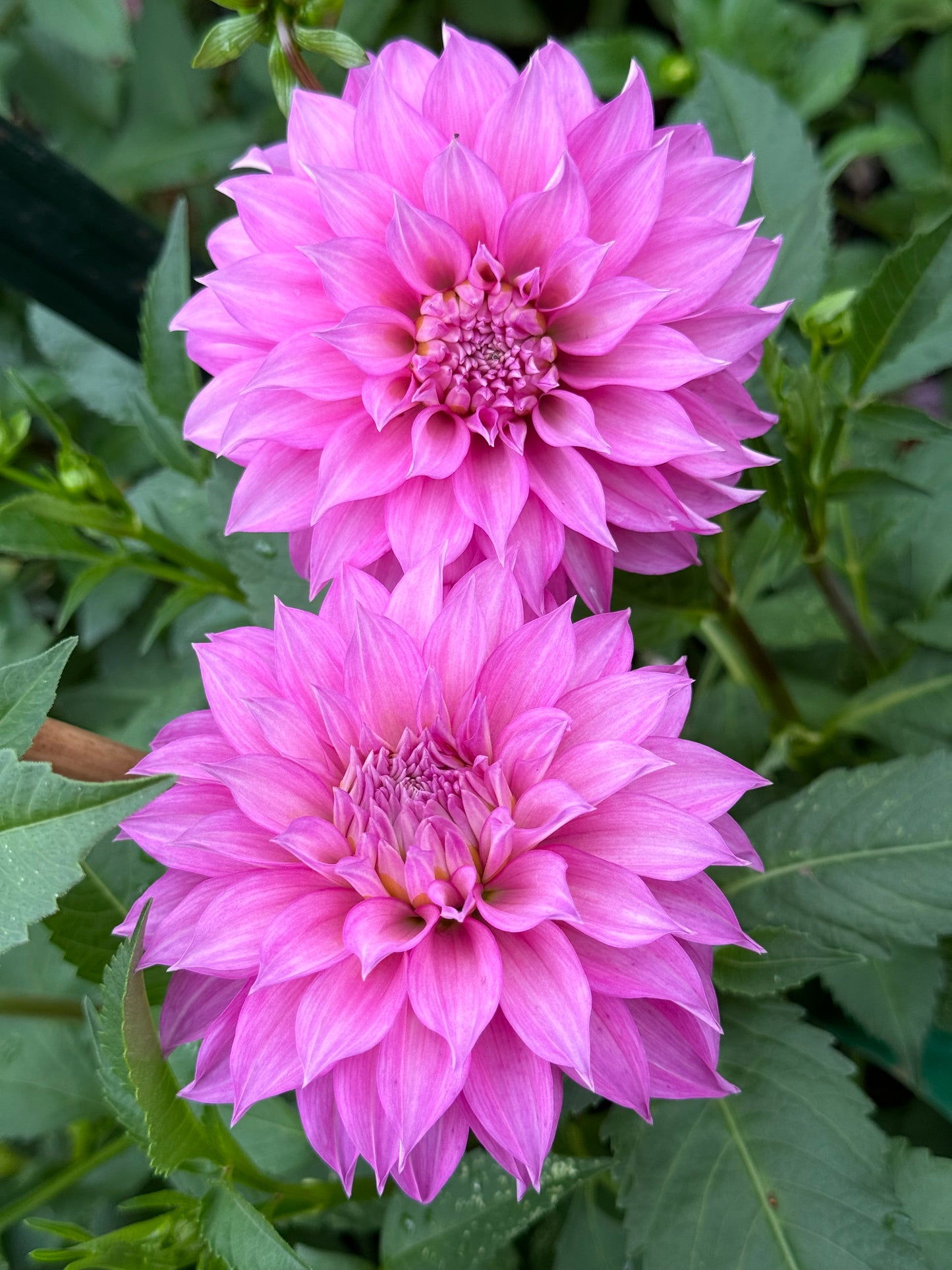 Clearview Lila Dahlia
