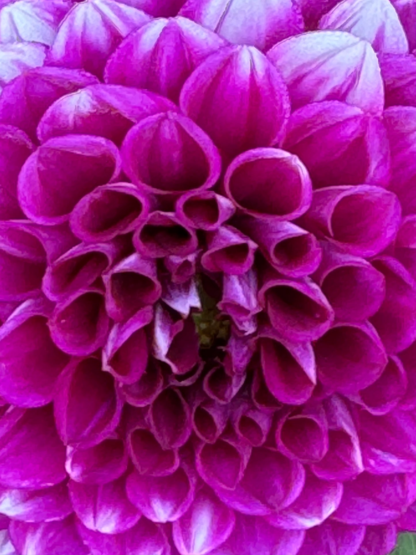 Cartouche Dahlia
