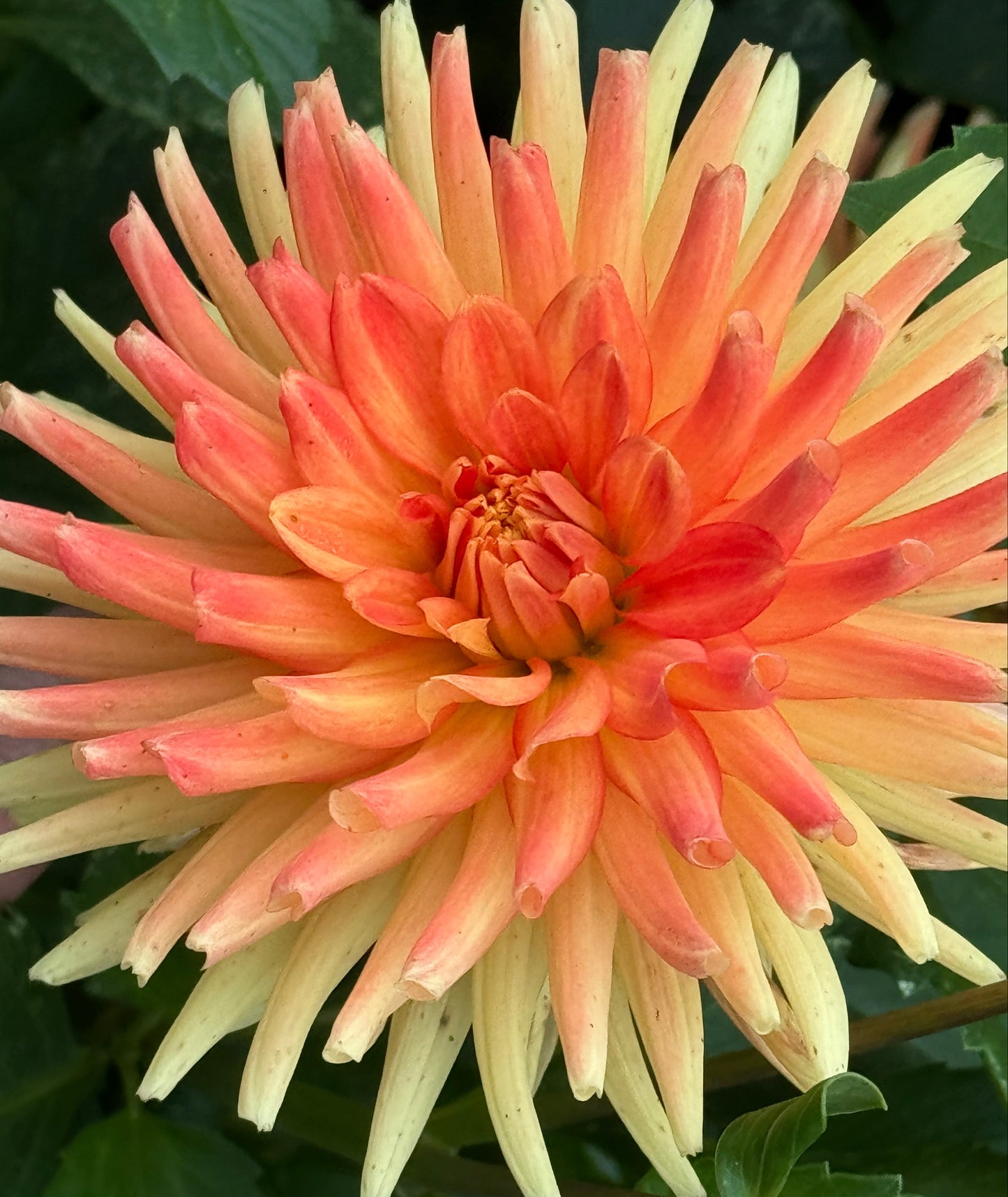 Allen’s Shockwave Dahlia