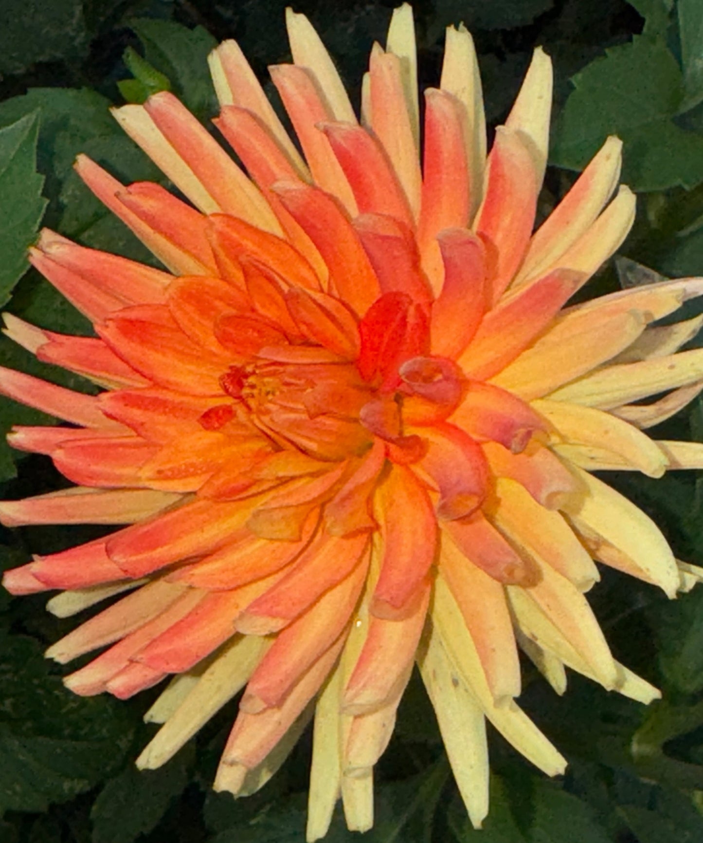 Allen’s Shockwave Dahlia