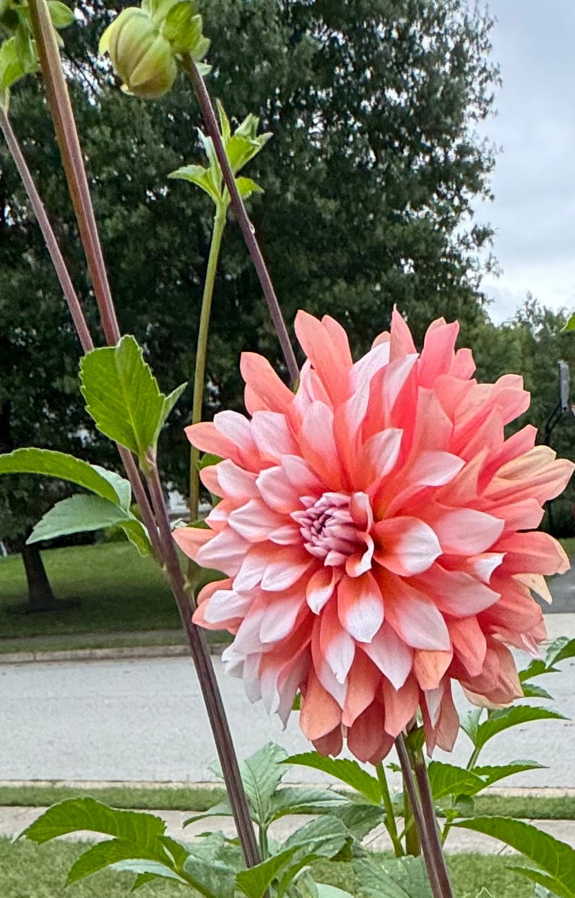 Ij Sweet Blossom Dahlia