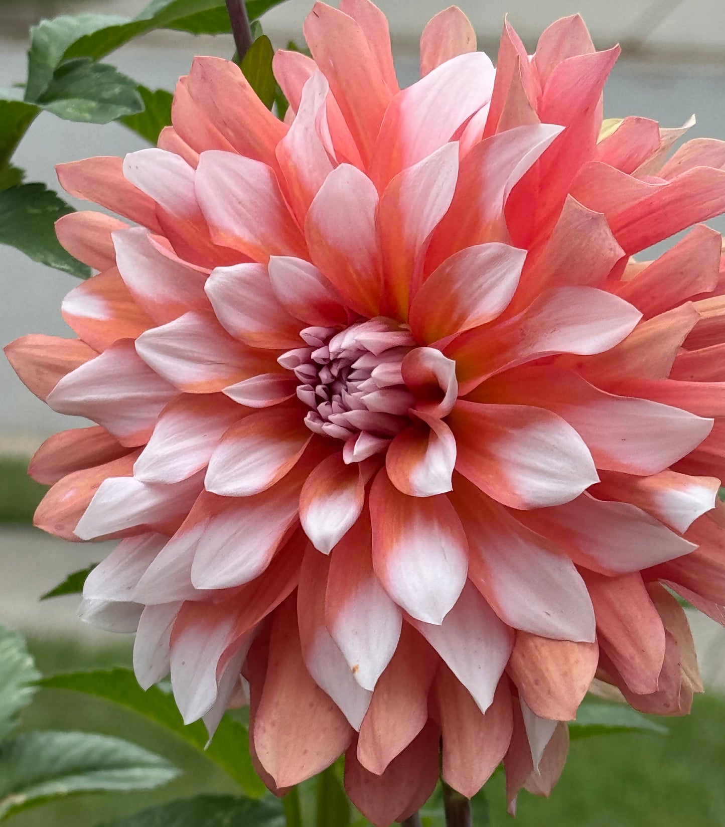 Ij Sweet Blossom Dahlia