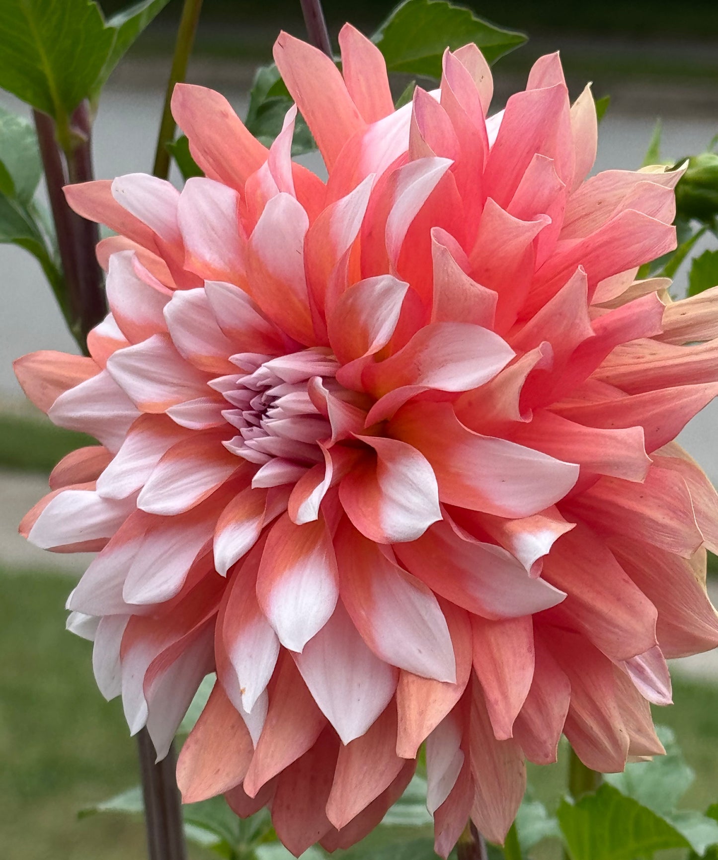 Ij Sweet Blossom Dahlia