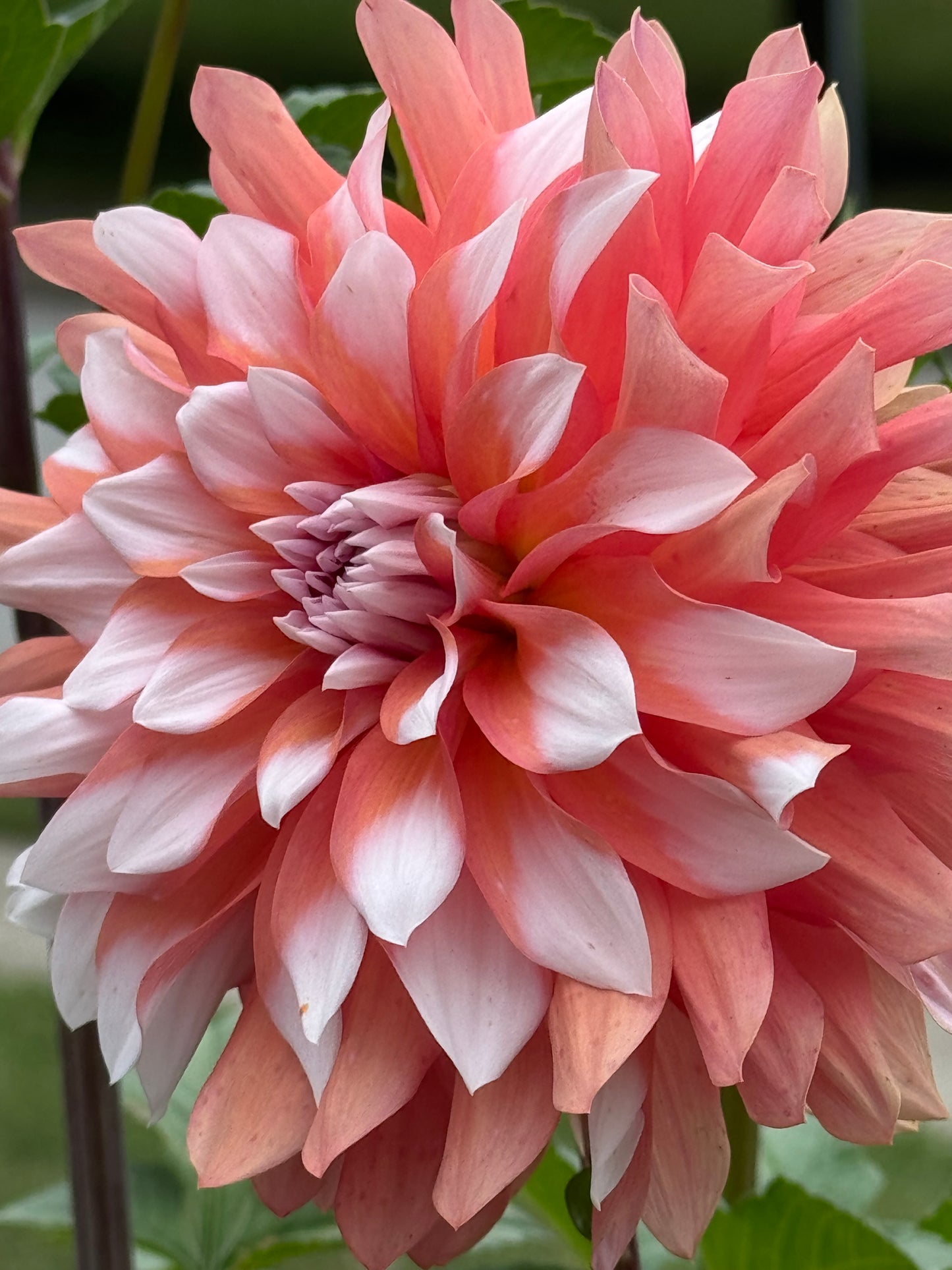 Ij Sweet Blossom Dahlia