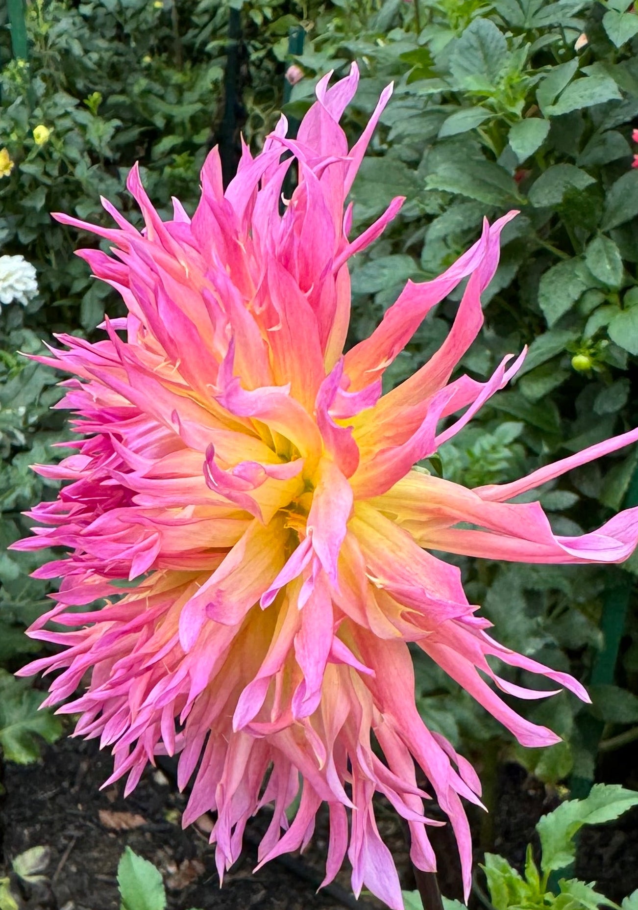 Bloomquist Mildred S Dahlia