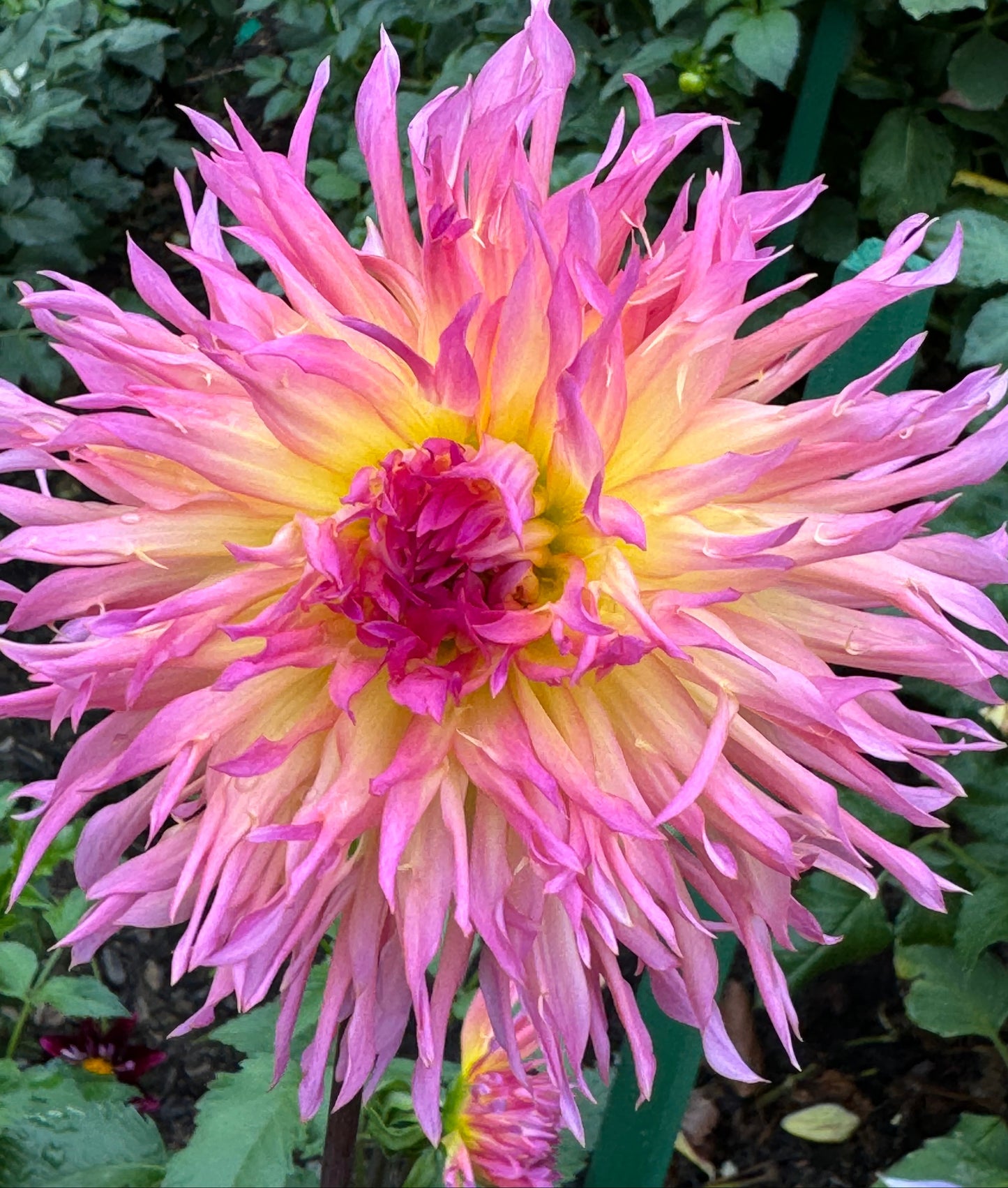 Bloomquist Mildred S Dahlia