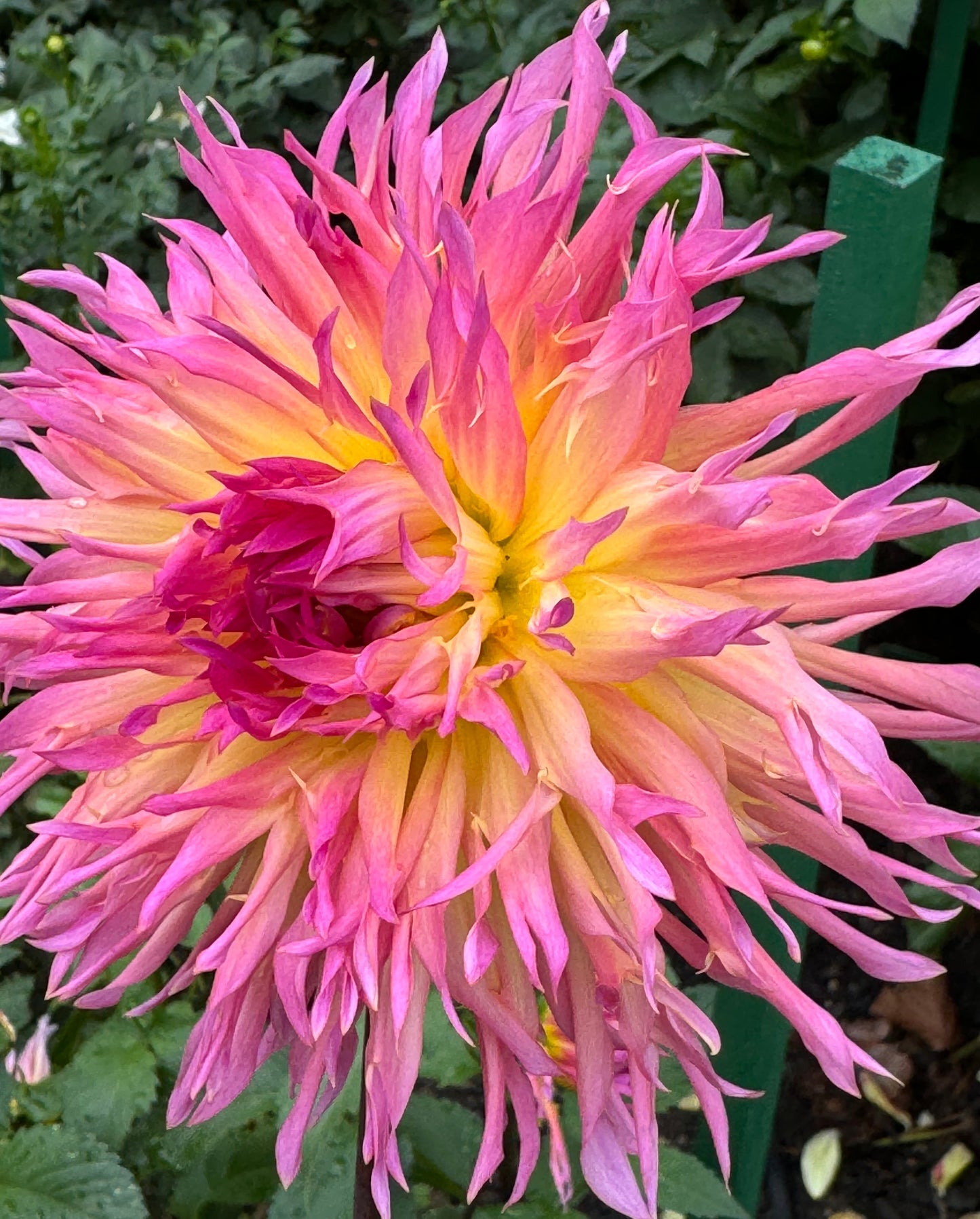 Bloomquist Mildred S Dahlia