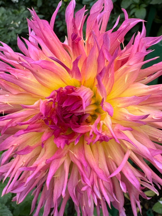 Bloomquist Mildred S Dahlia