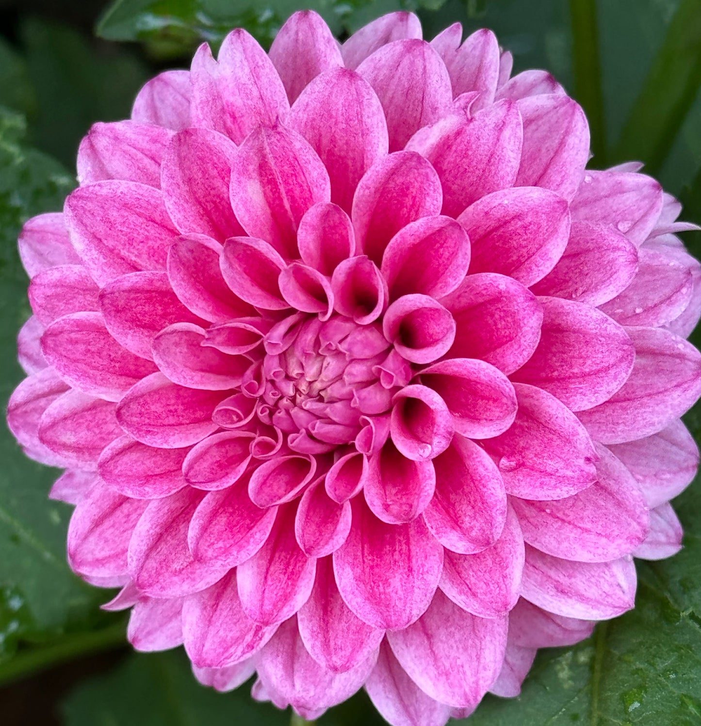 Lavadandy Dahlia