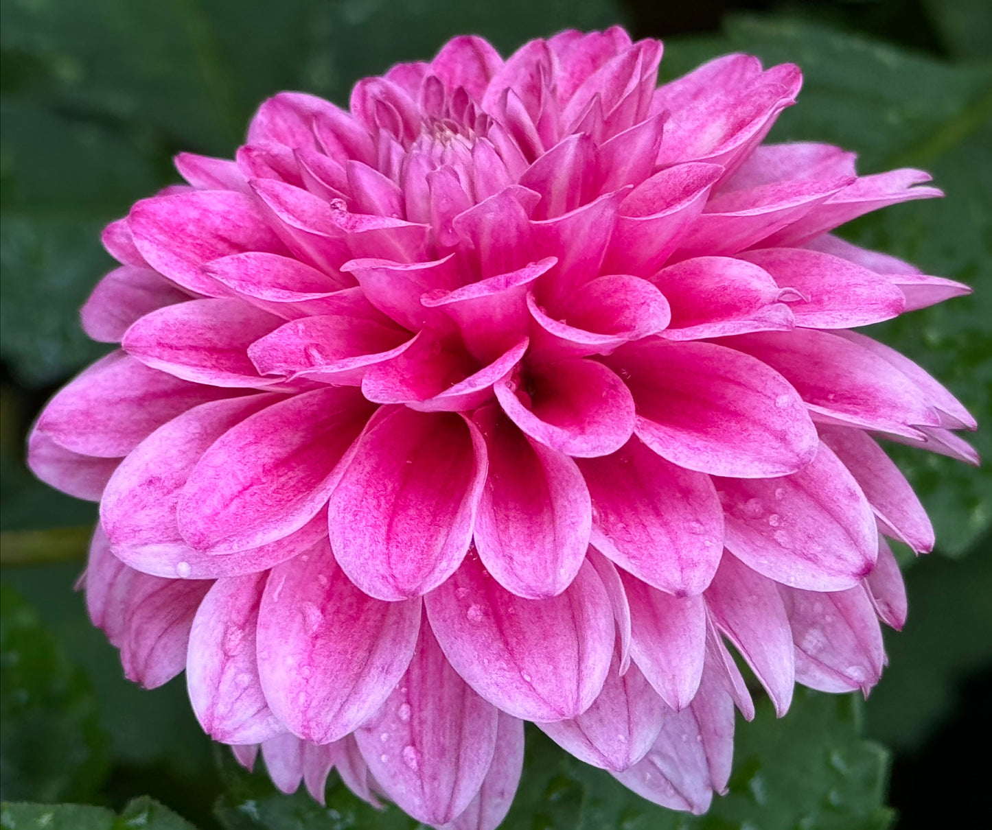 Lavadandy Dahlia