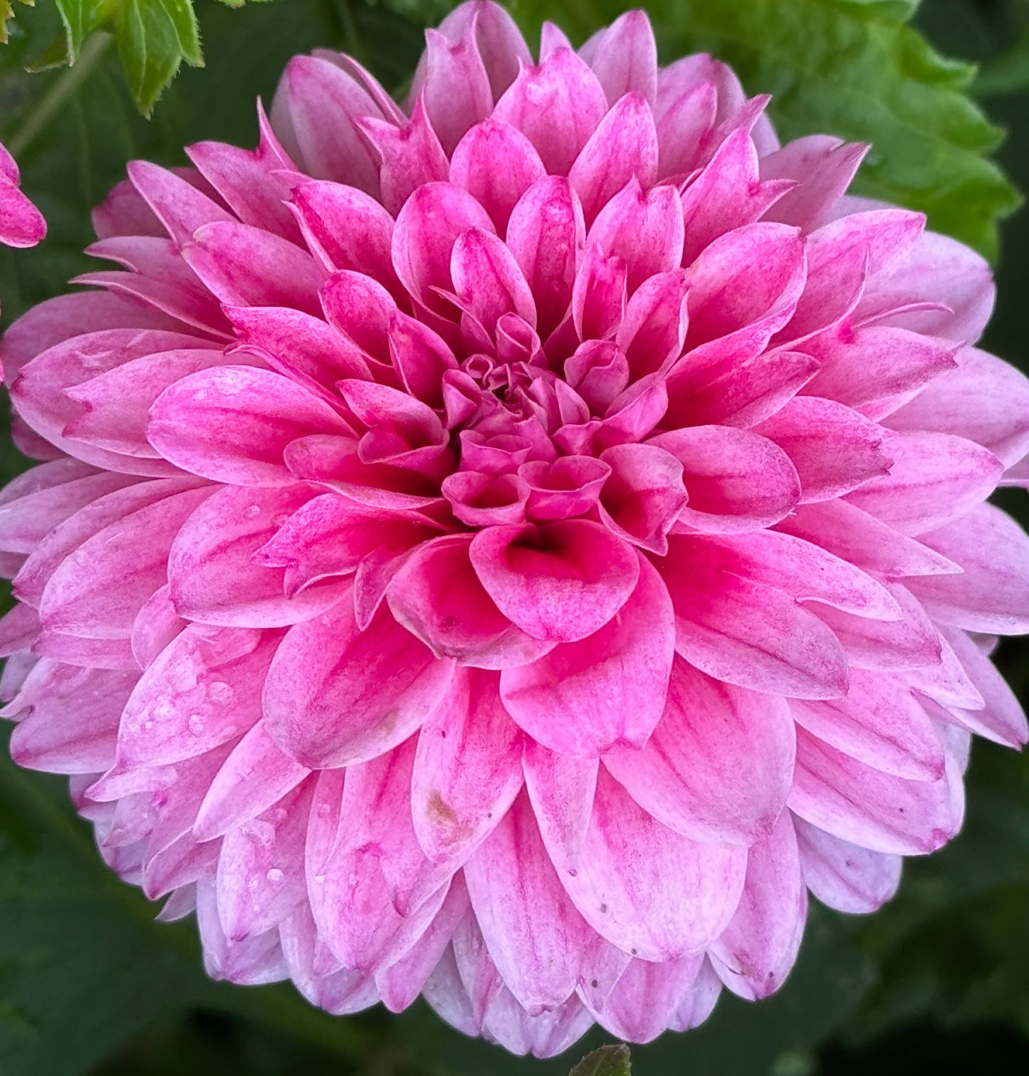 Lavadandy Dahlia