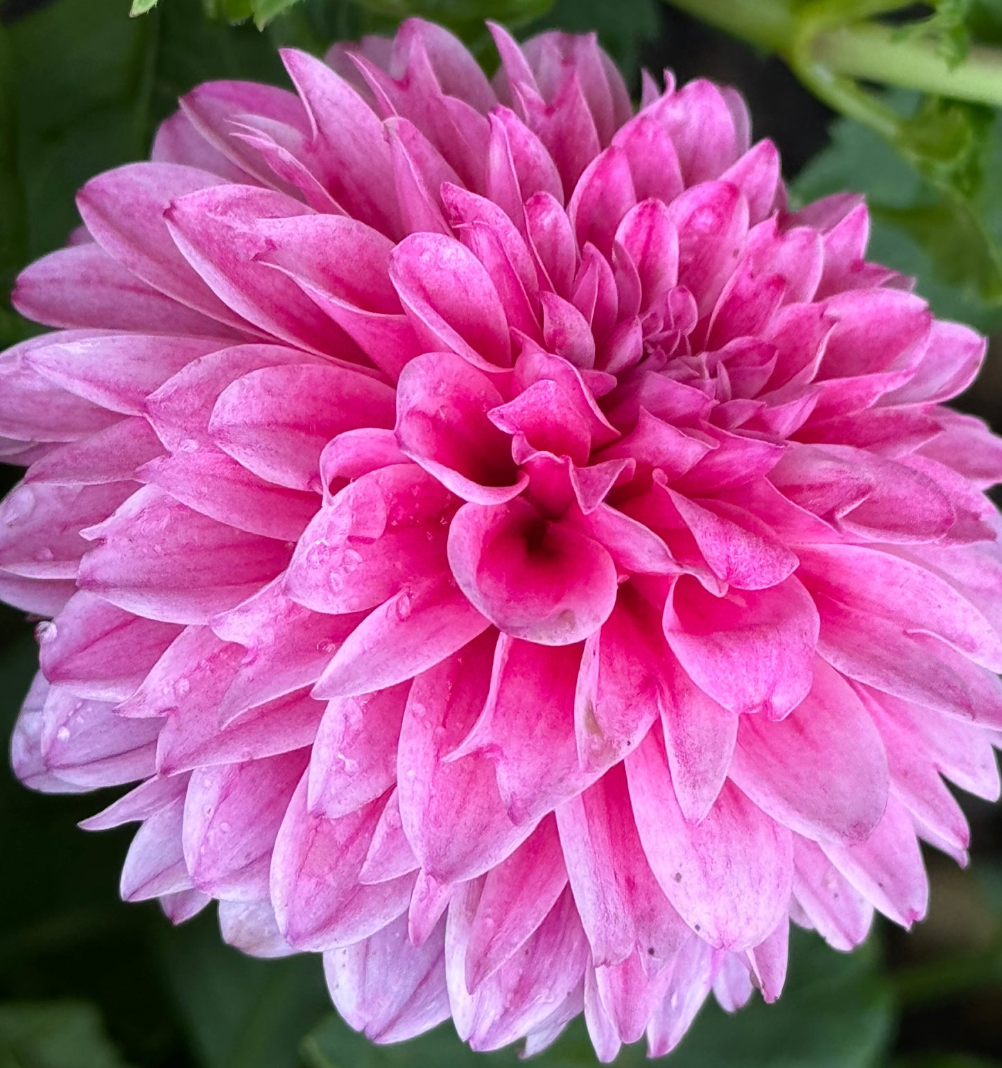 Lavadandy Dahlia