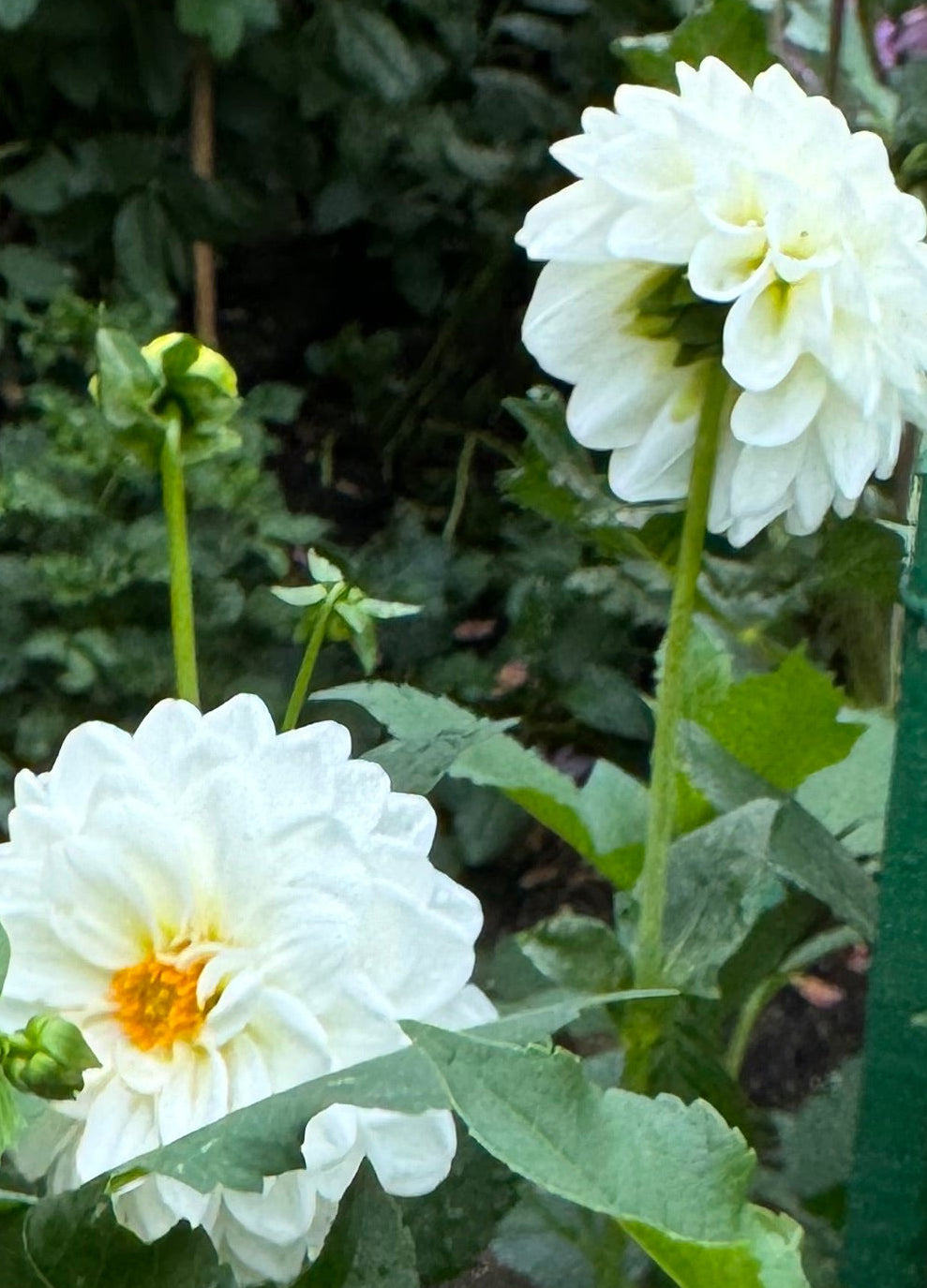 Brookside Snowball Dahlia