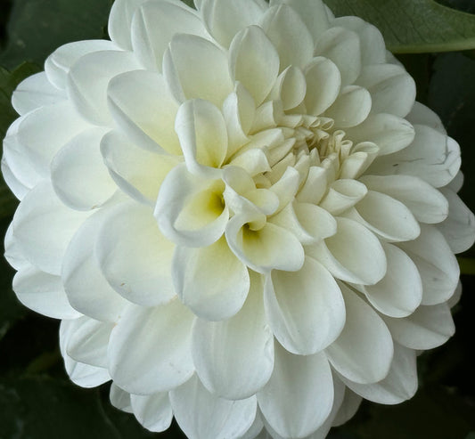 Brookside Snowball Dahlia