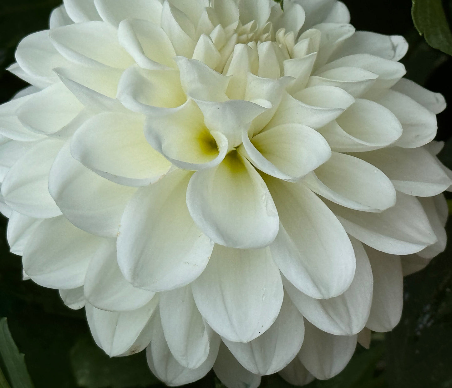 Brookside Snowball Dahlia