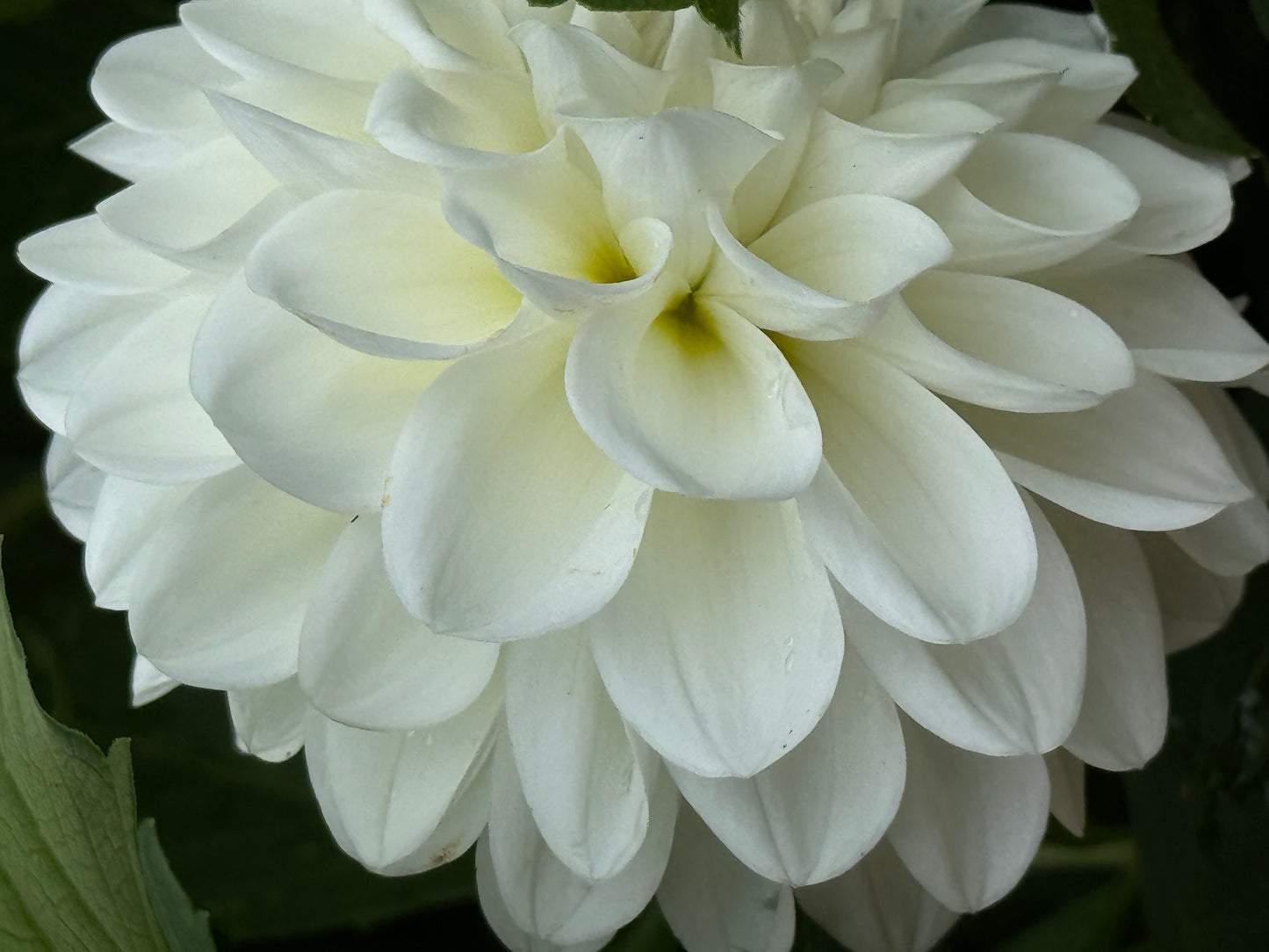 Brookside Snowball Dahlia