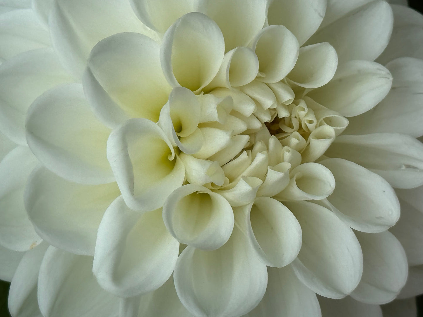 Brookside Snowball Dahlia