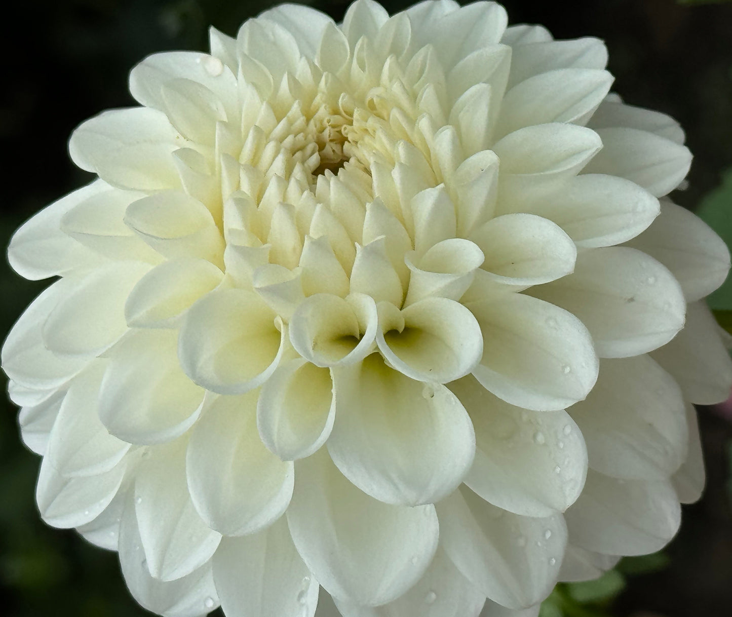 Brookside Snowball Dahlia