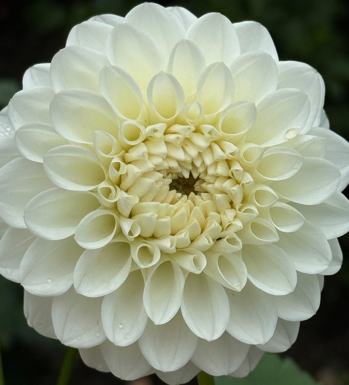 Brookside Snowball Dahlia