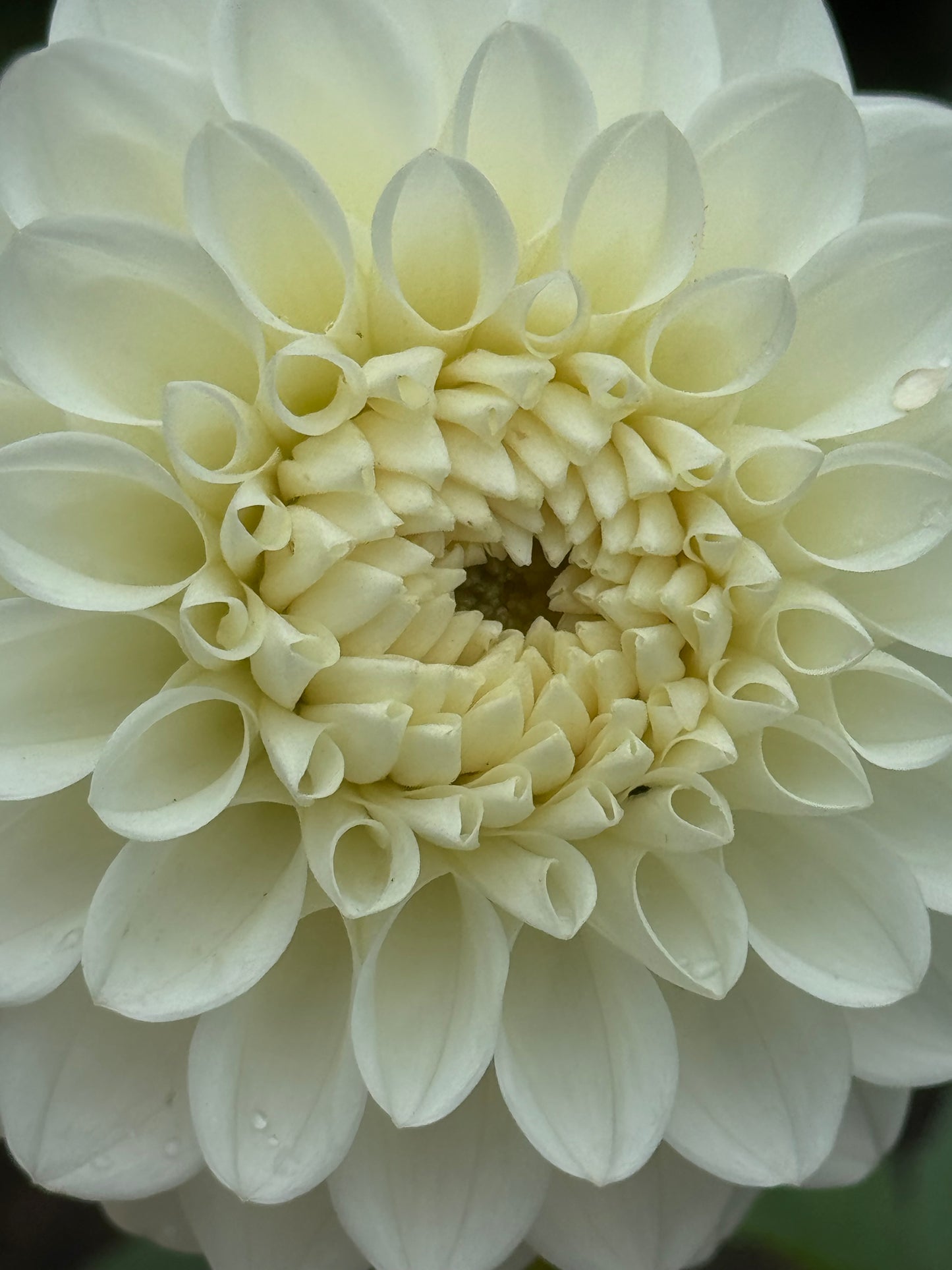 Brookside Snowball Dahlia