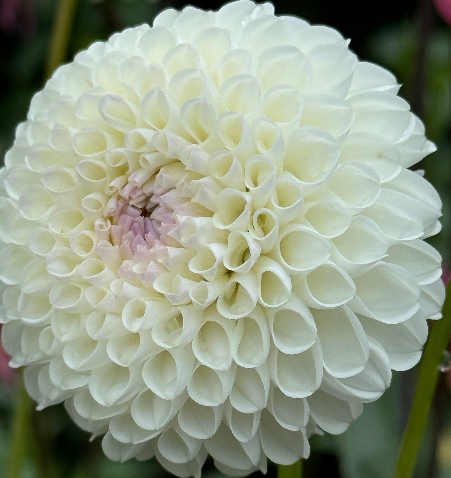 Bowen Dahlia