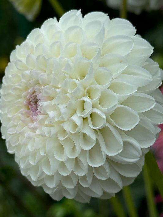 Bowen Dahlia