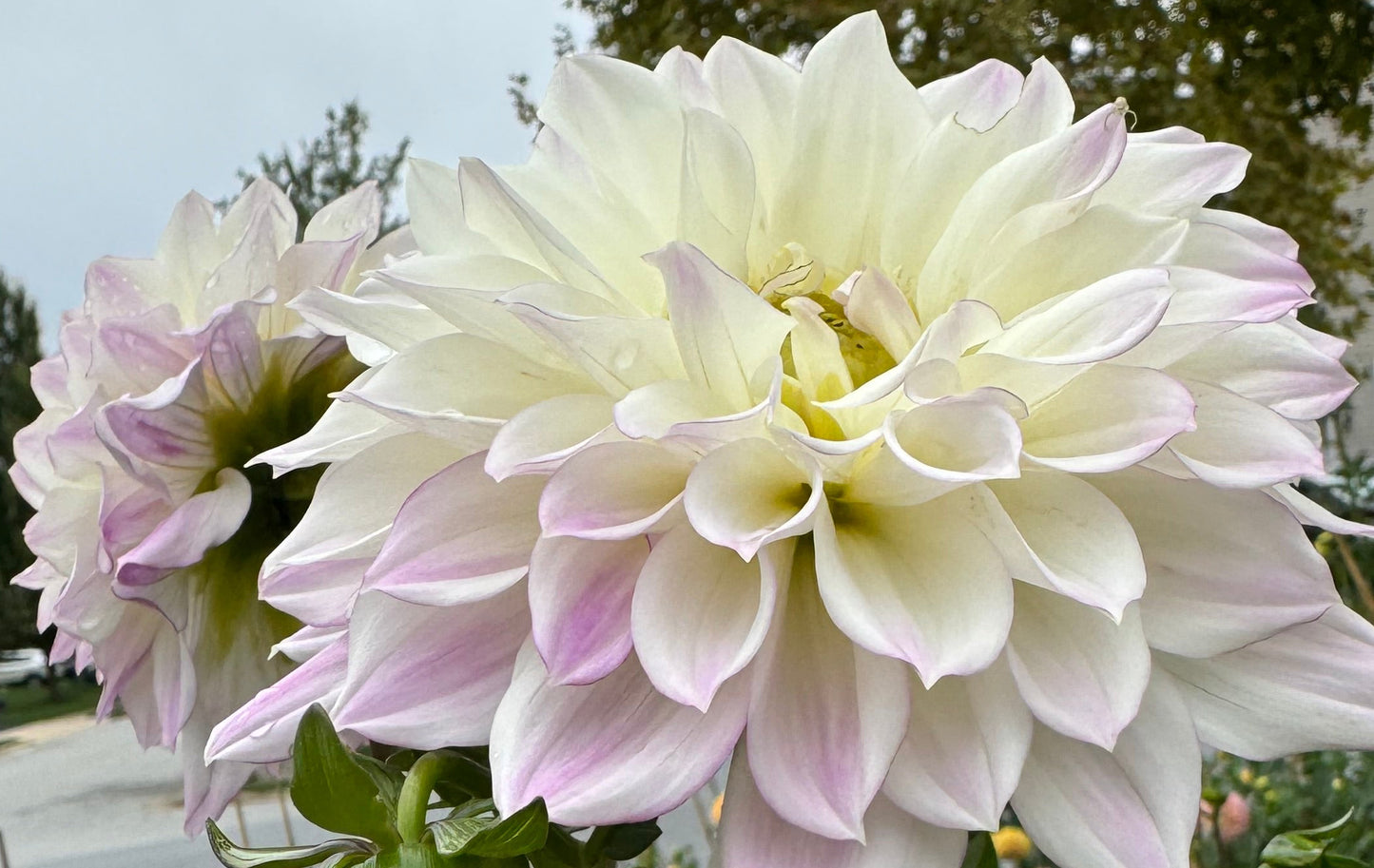 Korb Summer Gala Dahlia