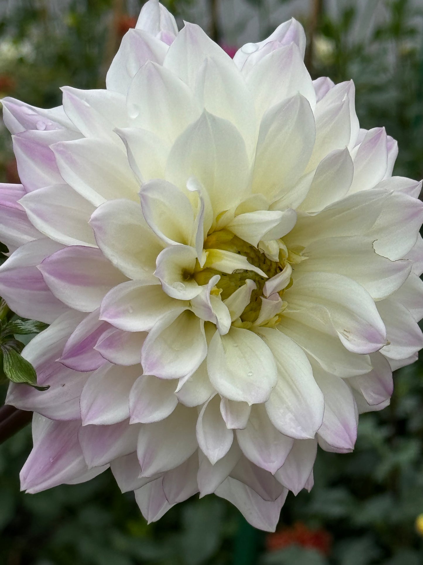 Korb Summer Gala Dahlia