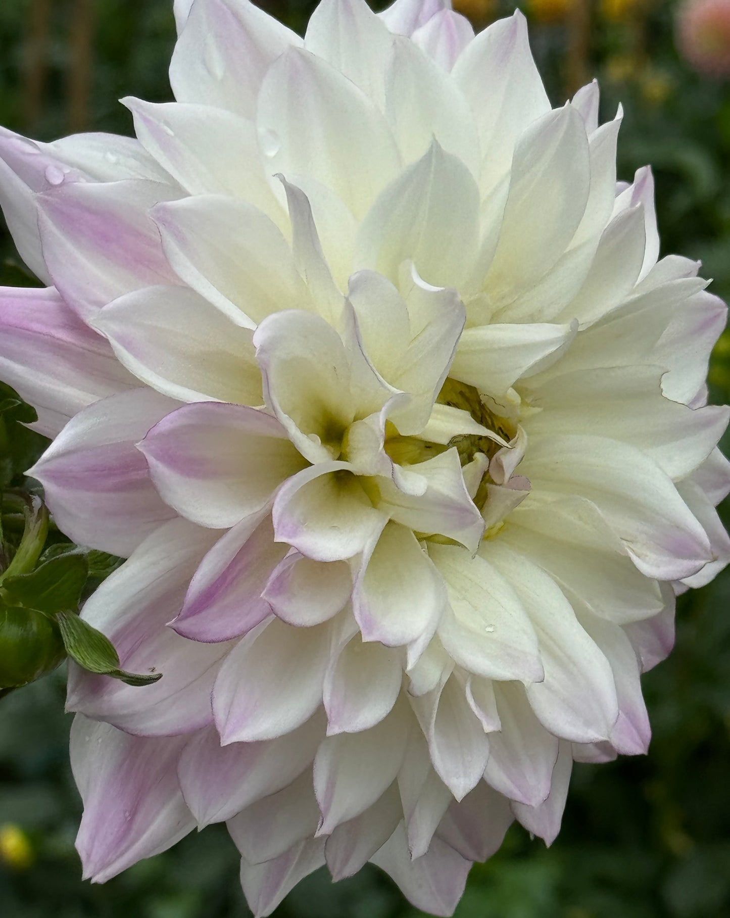 Korb Summer Gala Dahlia