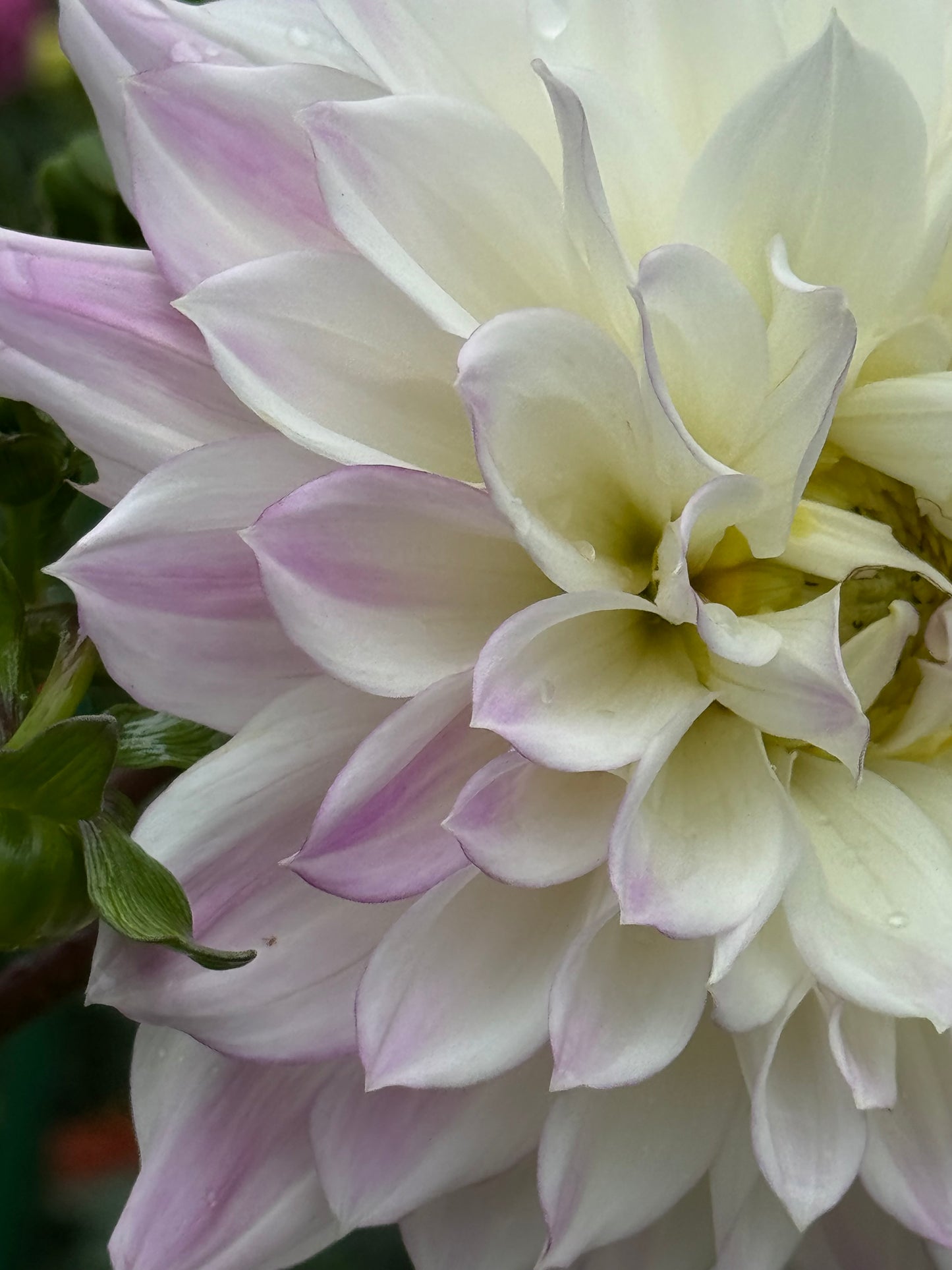 Korb Summer Gala Dahlia