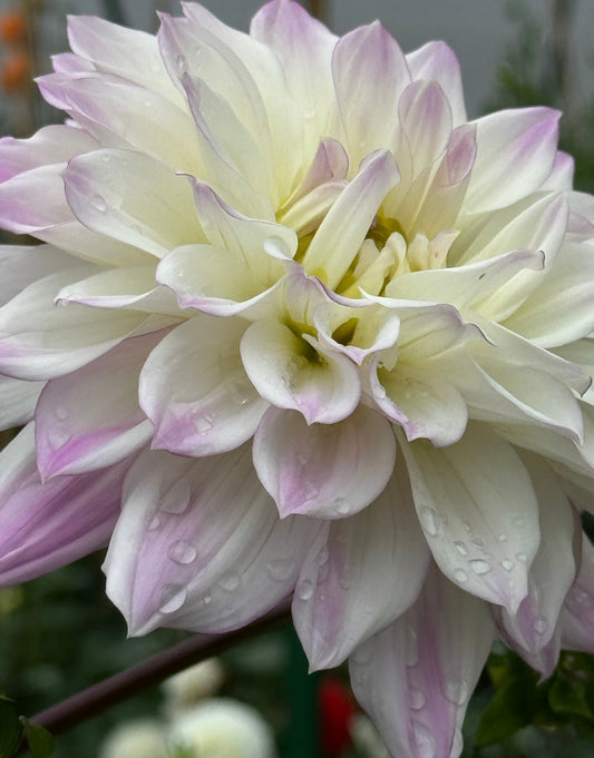 Korb Summer Gala Dahlia