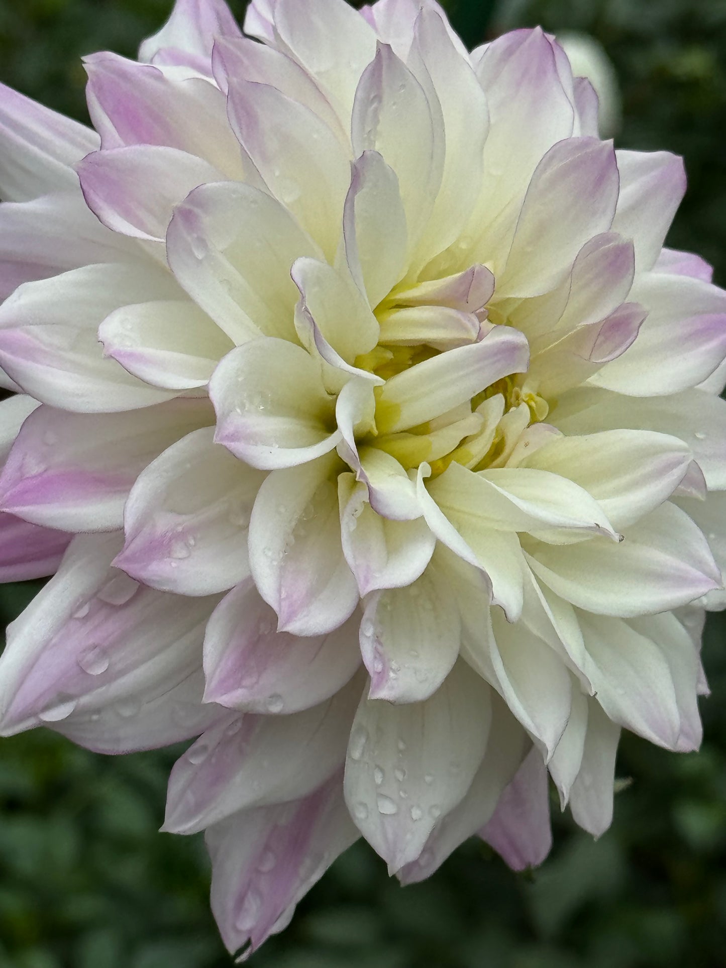 Korb Summer Gala Dahlia