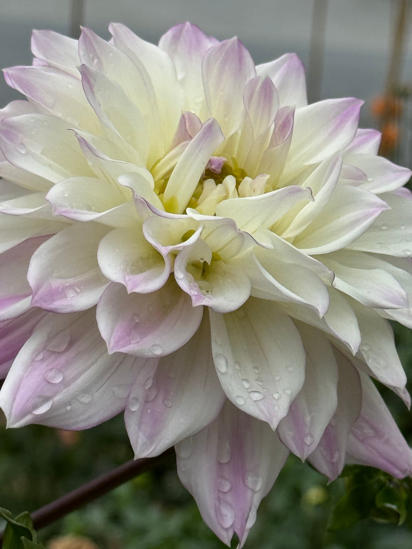 Korb Summer Gala Dahlia