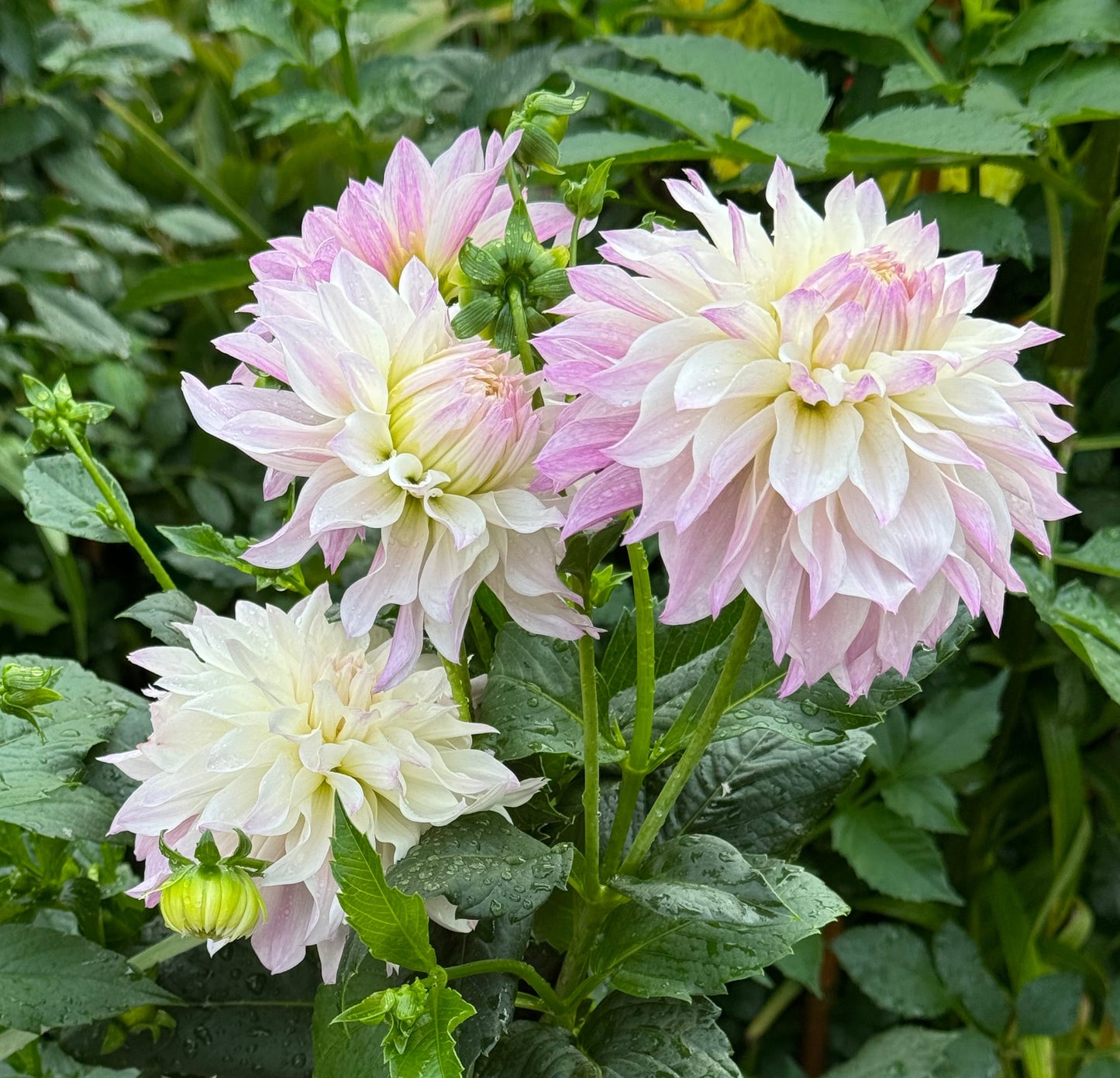 Bloomquist Compare Dahlia