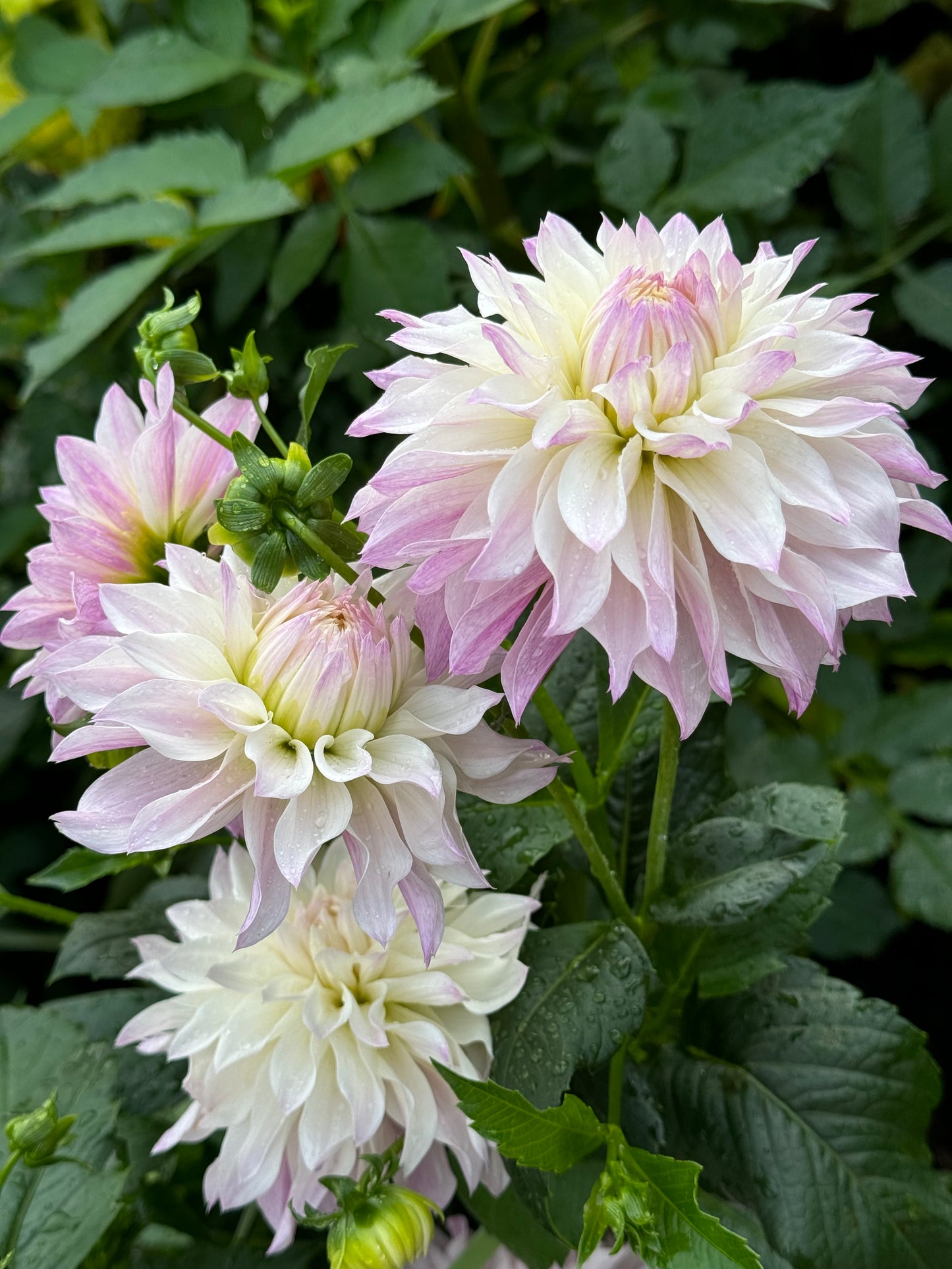 Bloomquist Compare Dahlia