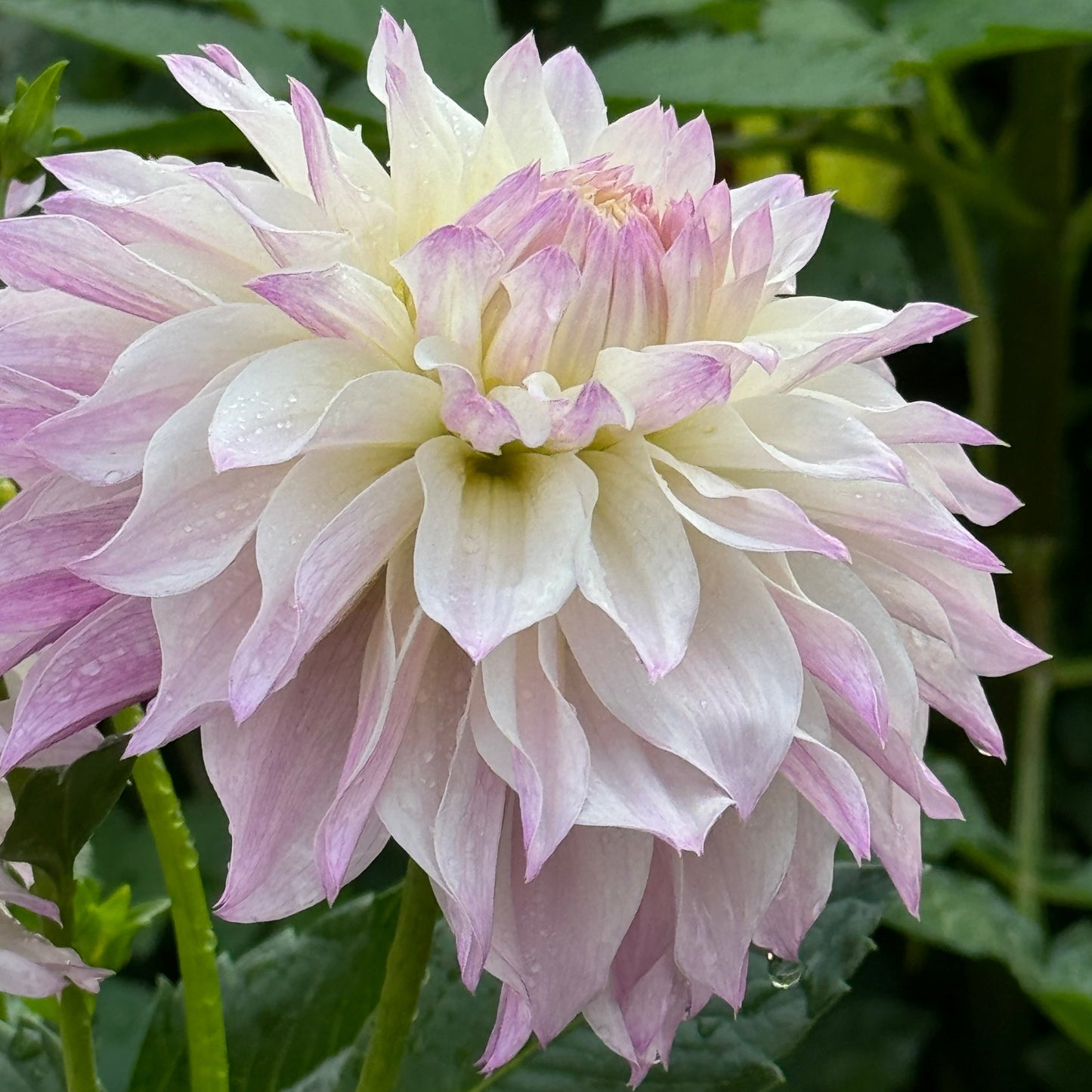 Bloomquist Compare Dahlia